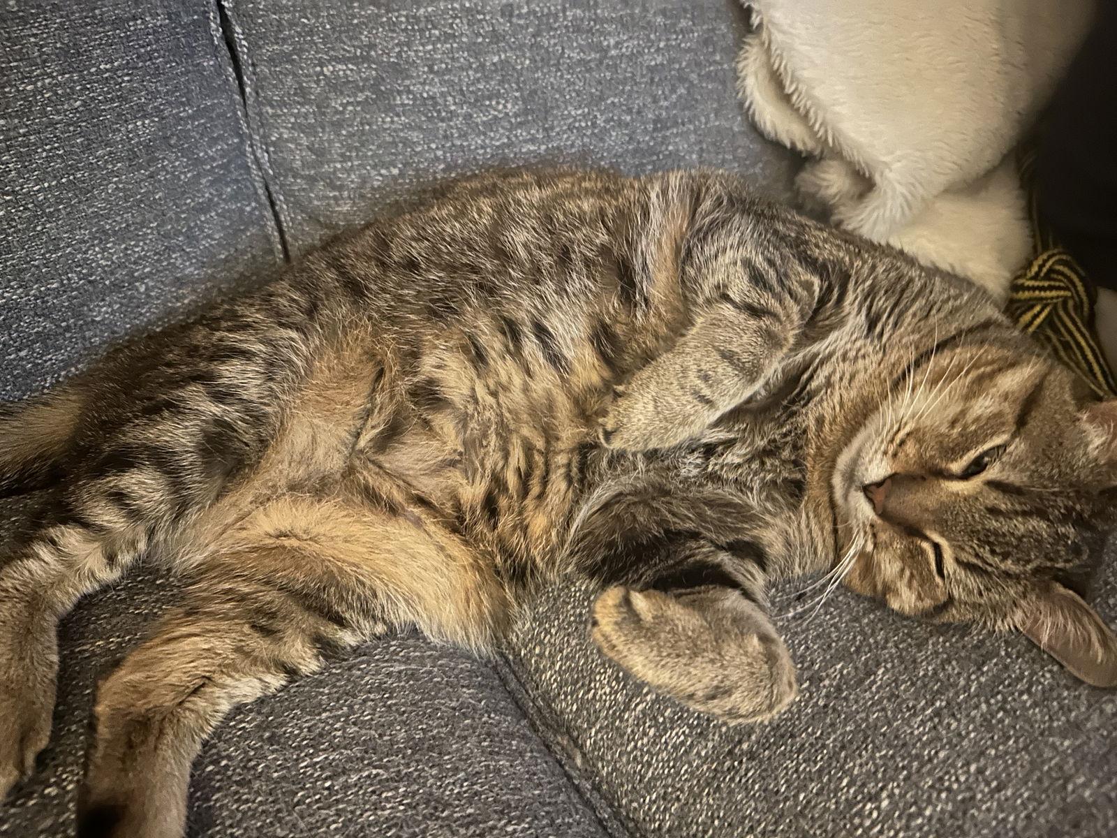 Enlarge Tooncy Kitty - Sweet Senior, a Adoptable mixed breed in Frisco, TX image 1/3