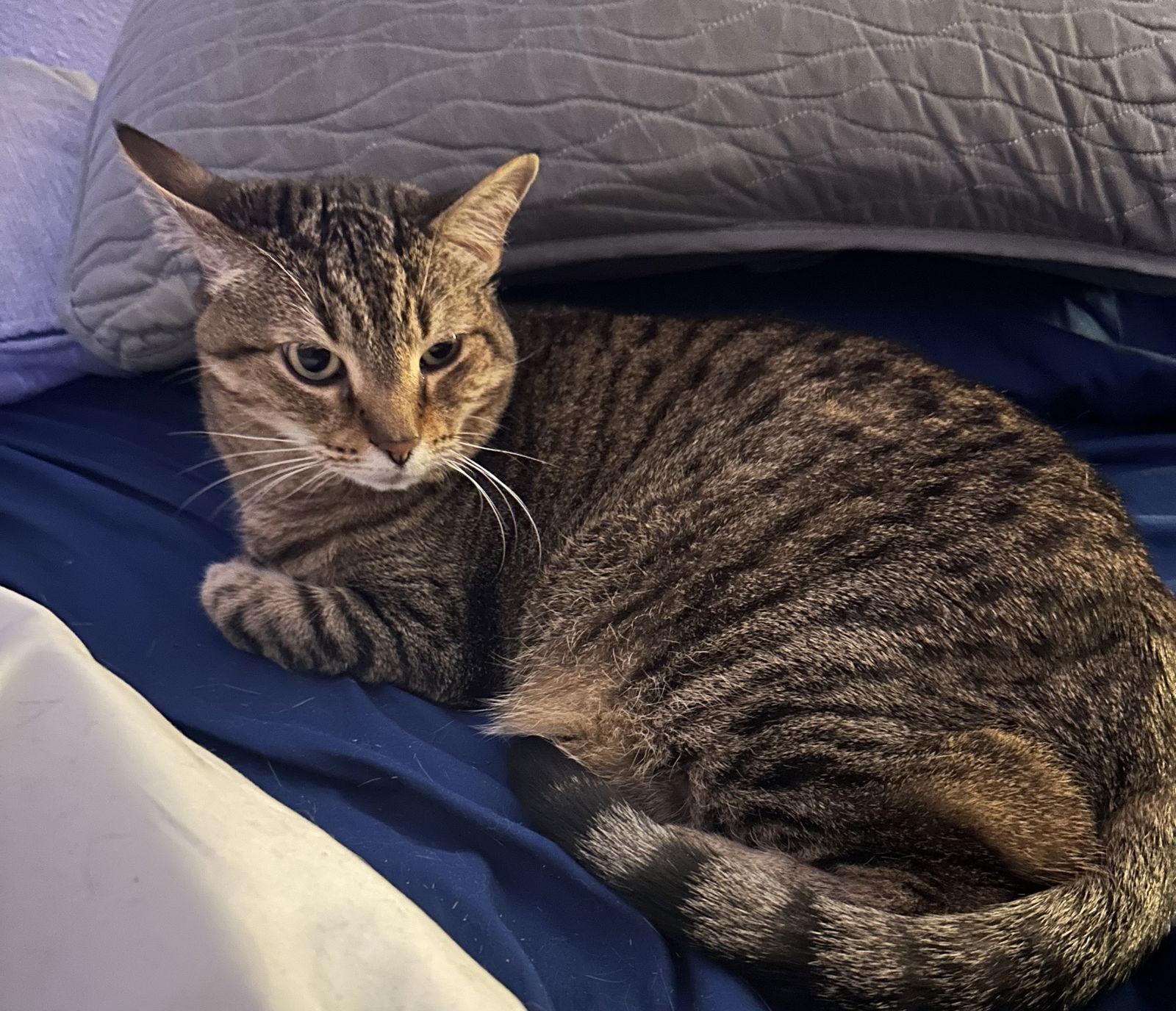 Enlarge Tooncy Kitty - Sweet Senior, a Adoptable mixed breed in Frisco, TX image 2/3