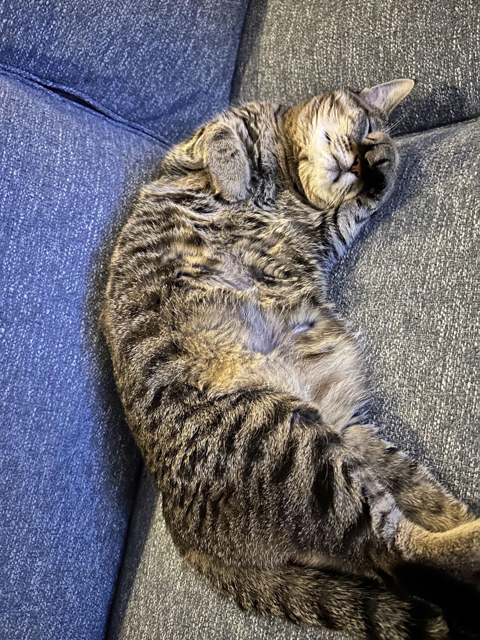 Enlarge Tooncy Kitty - Sweet Senior, a Adoptable mixed breed in Frisco, TX image 3/3