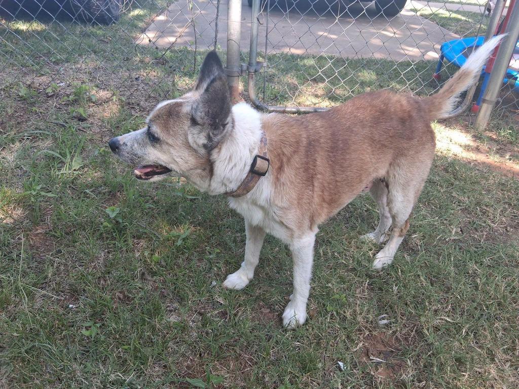 Ramsey, Adopted, Adult Male Jack Russell Terrier.