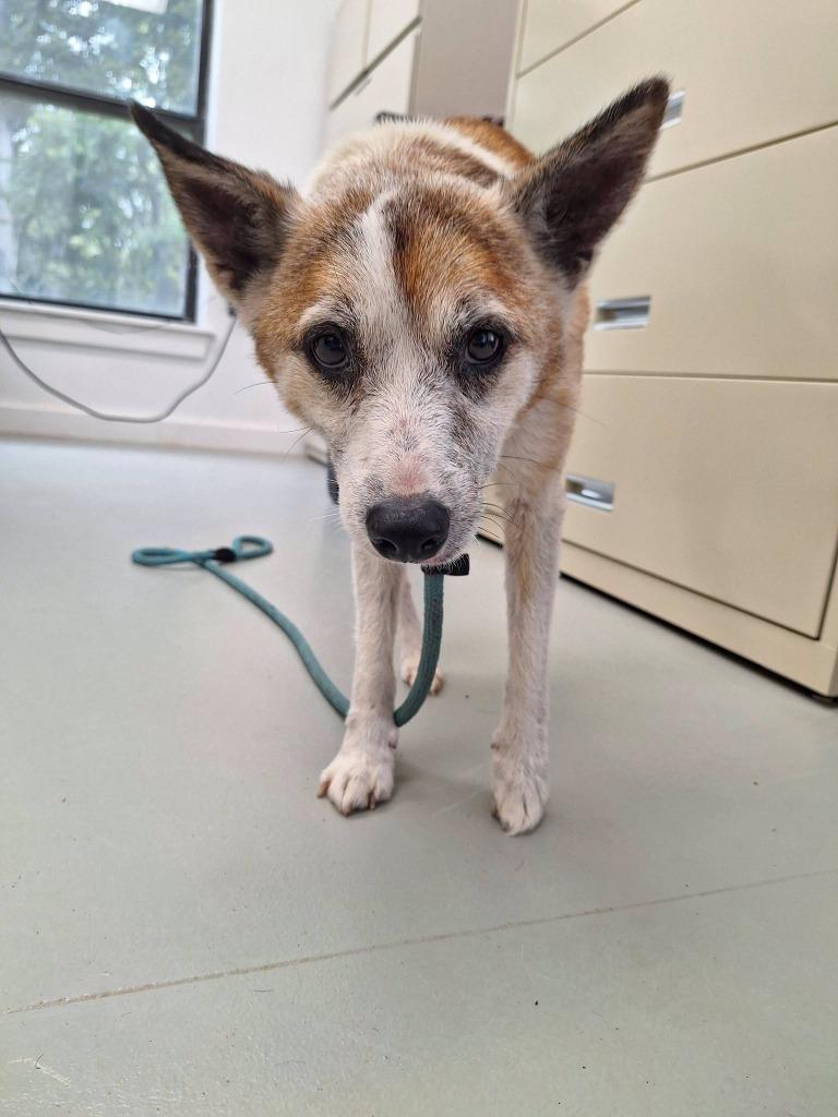 Ramsey, a Adopted Jack Russell Terrier in Noble, OK image 2/3