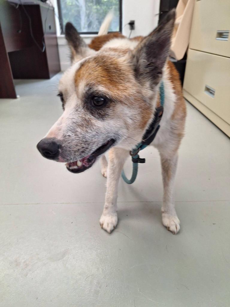 Ramsey, a Adopted Jack Russell Terrier in Noble, OK image 3/3