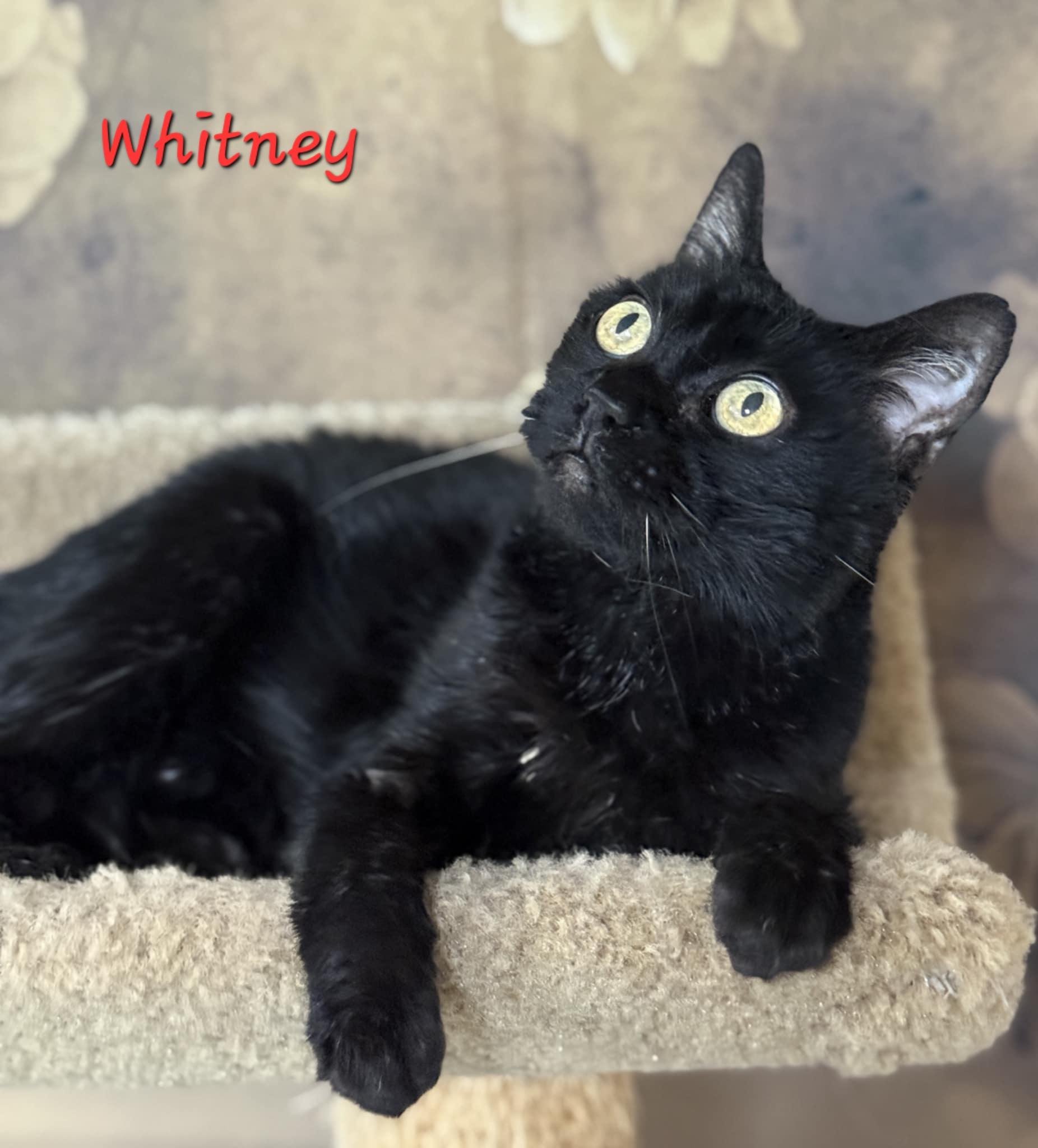 Enlarge Whitney, a Adoptable Domestic Short Hair in Aurora, NE image 1/1