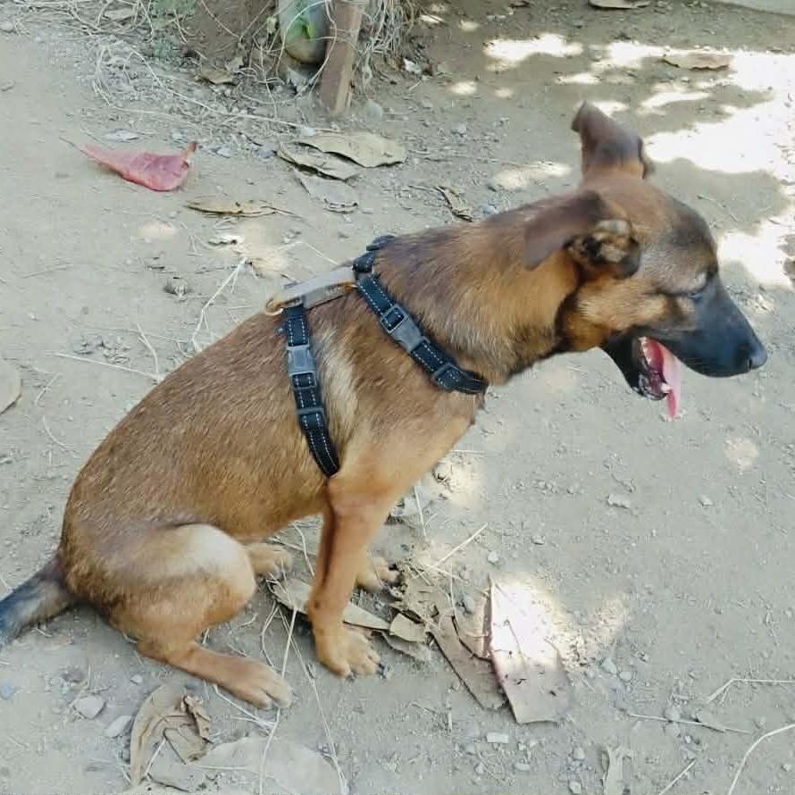 Hugo, Adoptable, Young Male Belgian Shepherd / Malinois & Mixed Breed.