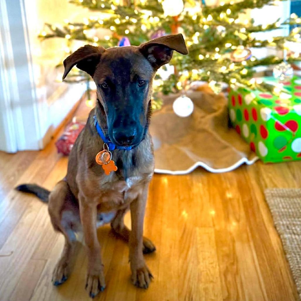 Enlarge Hugo, a Adoptable mixed breed in Bend, OR image 2/6