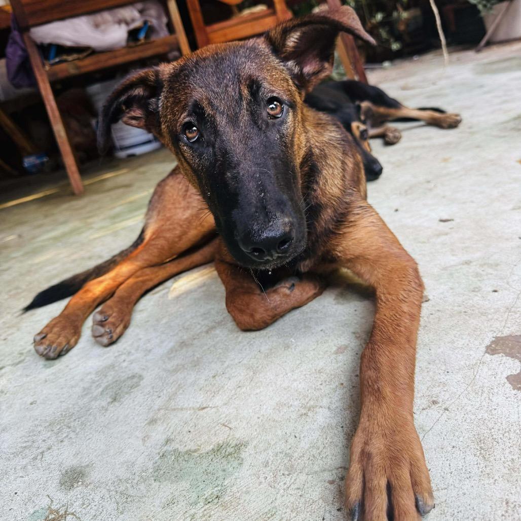 Enlarge Hugo, a Adoptable mixed breed in Bend, OR image 3/6