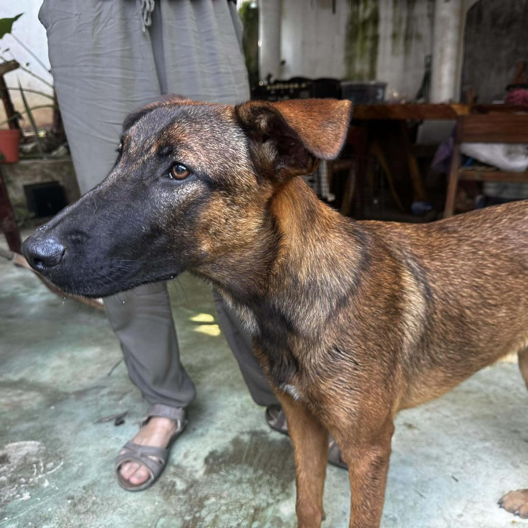 Enlarge Hugo, a Adoptable mixed breed in Bend, OR image 4/6