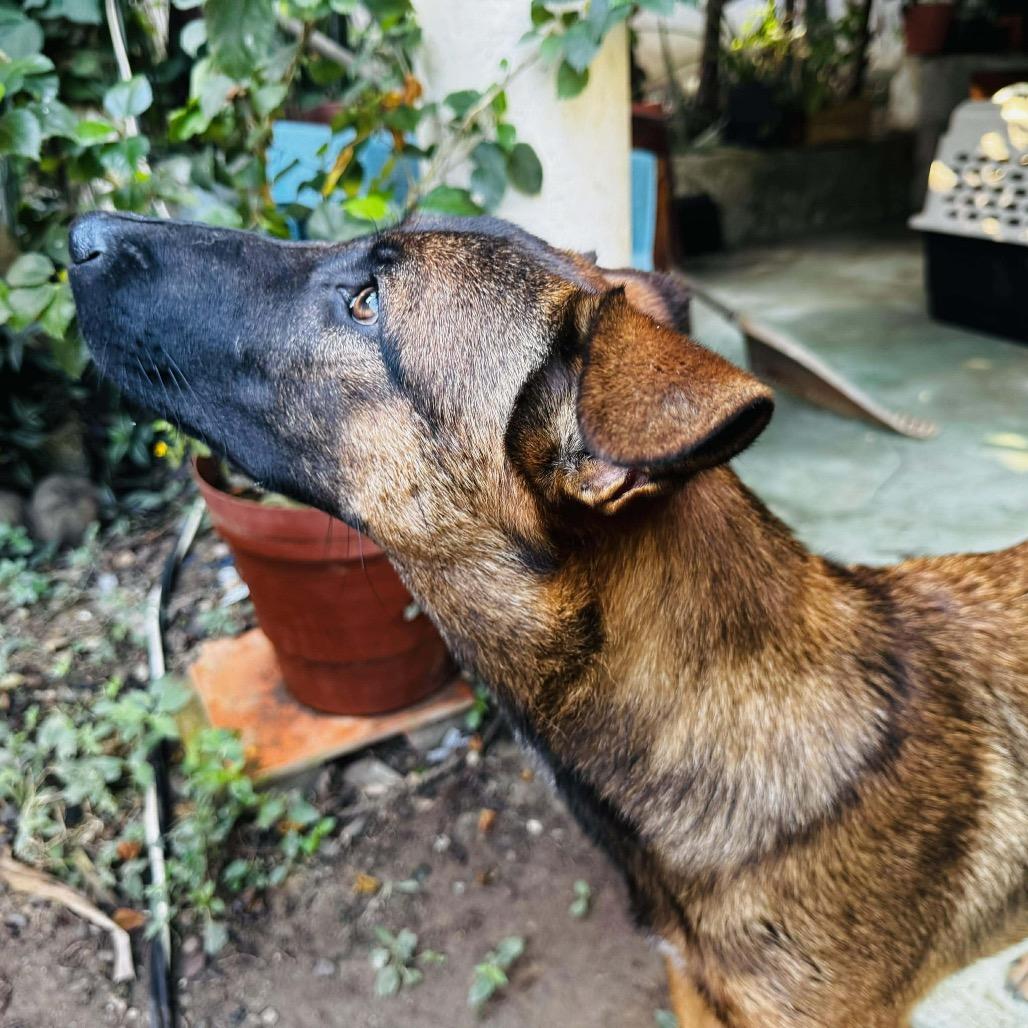 Enlarge Hugo, a Adoptable mixed breed in Bend, OR image 5/6