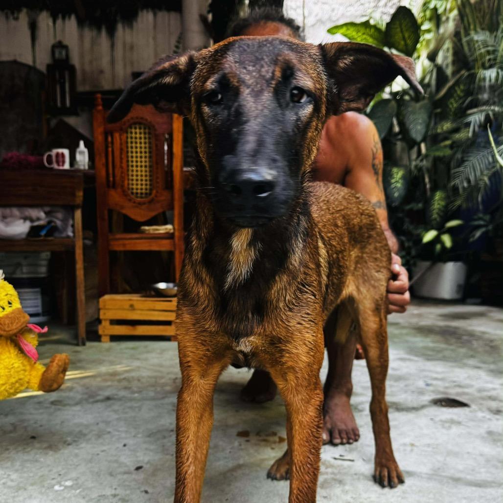 Enlarge Hugo, a Adoptable mixed breed in Bend, OR image 6/6