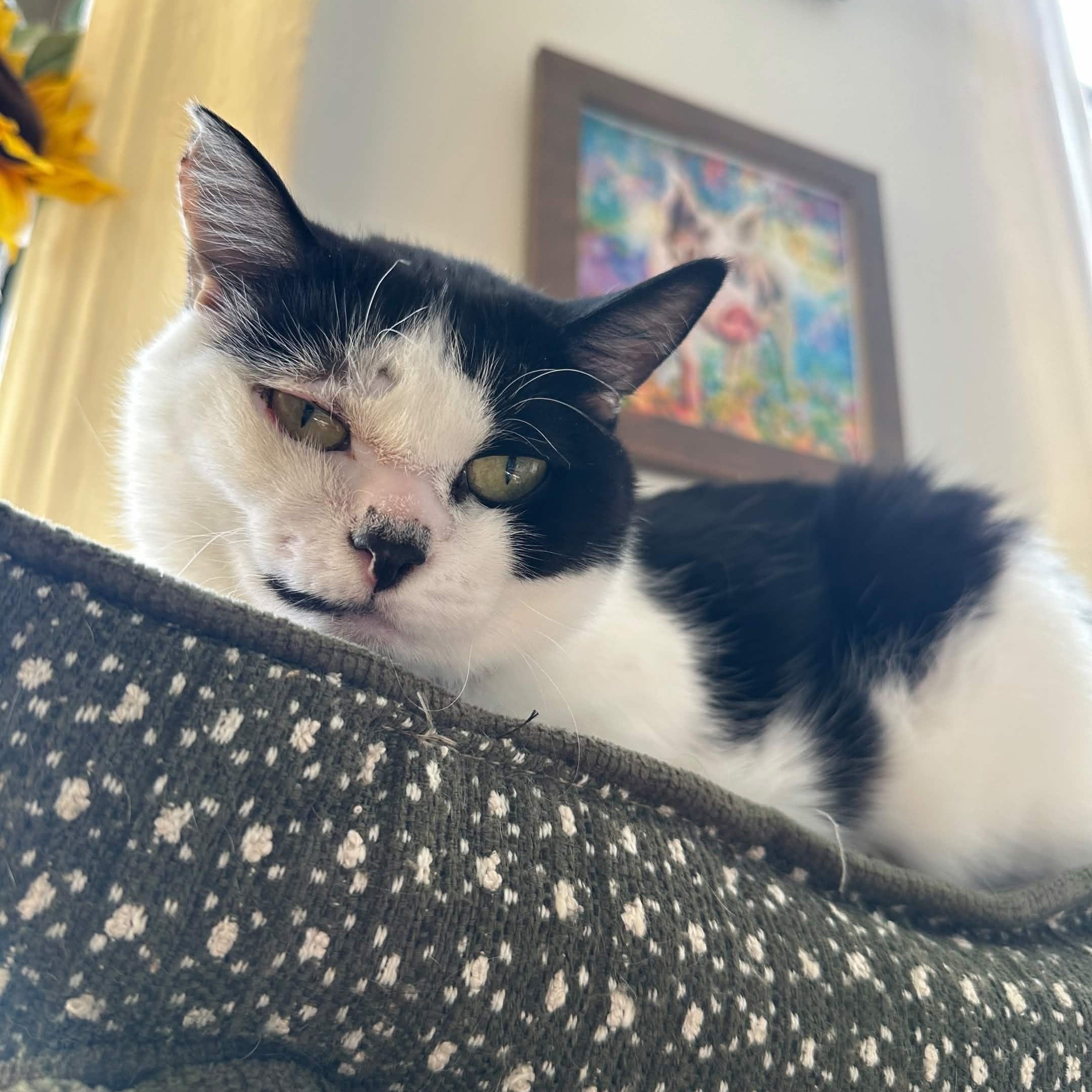 Joy, Adoptable, Adult Female Domestic Short Hair.