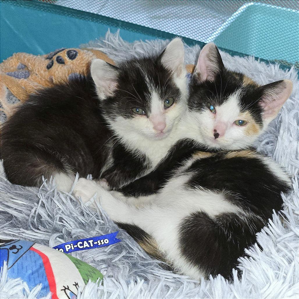 Lois, Adoptable, Kitten Female Domestic Short Hair.