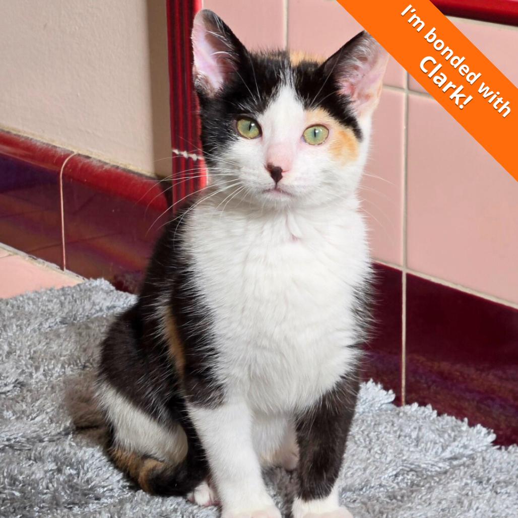 Enlarge Lois, a Adoptable Domestic Short Hair in Pleasant Hill, CA image 2/4