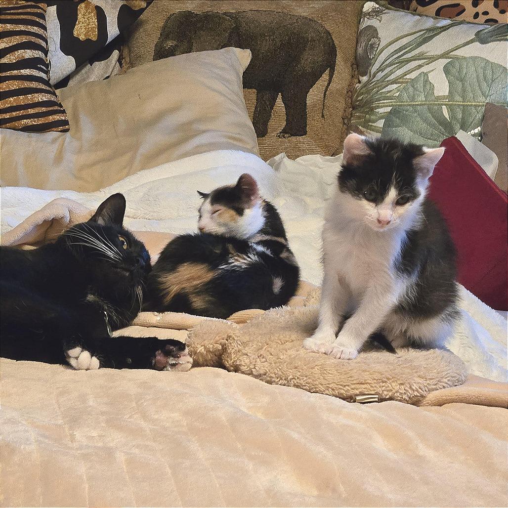 Enlarge Lois, a Adoptable Domestic Short Hair in Pleasant Hill, CA image 3/4