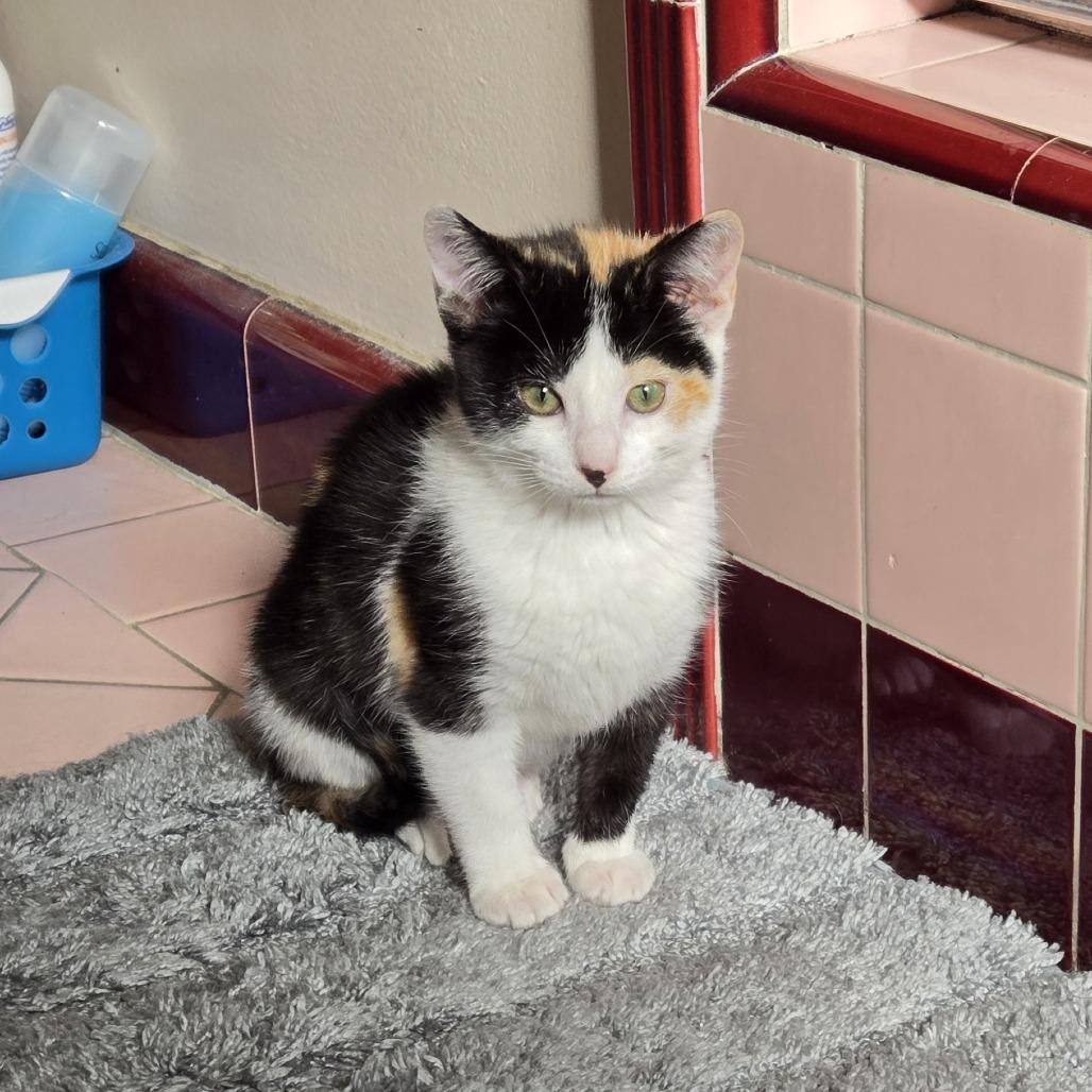 Enlarge Lois, a Adoptable Domestic Short Hair in Pleasant Hill, CA image 4/4