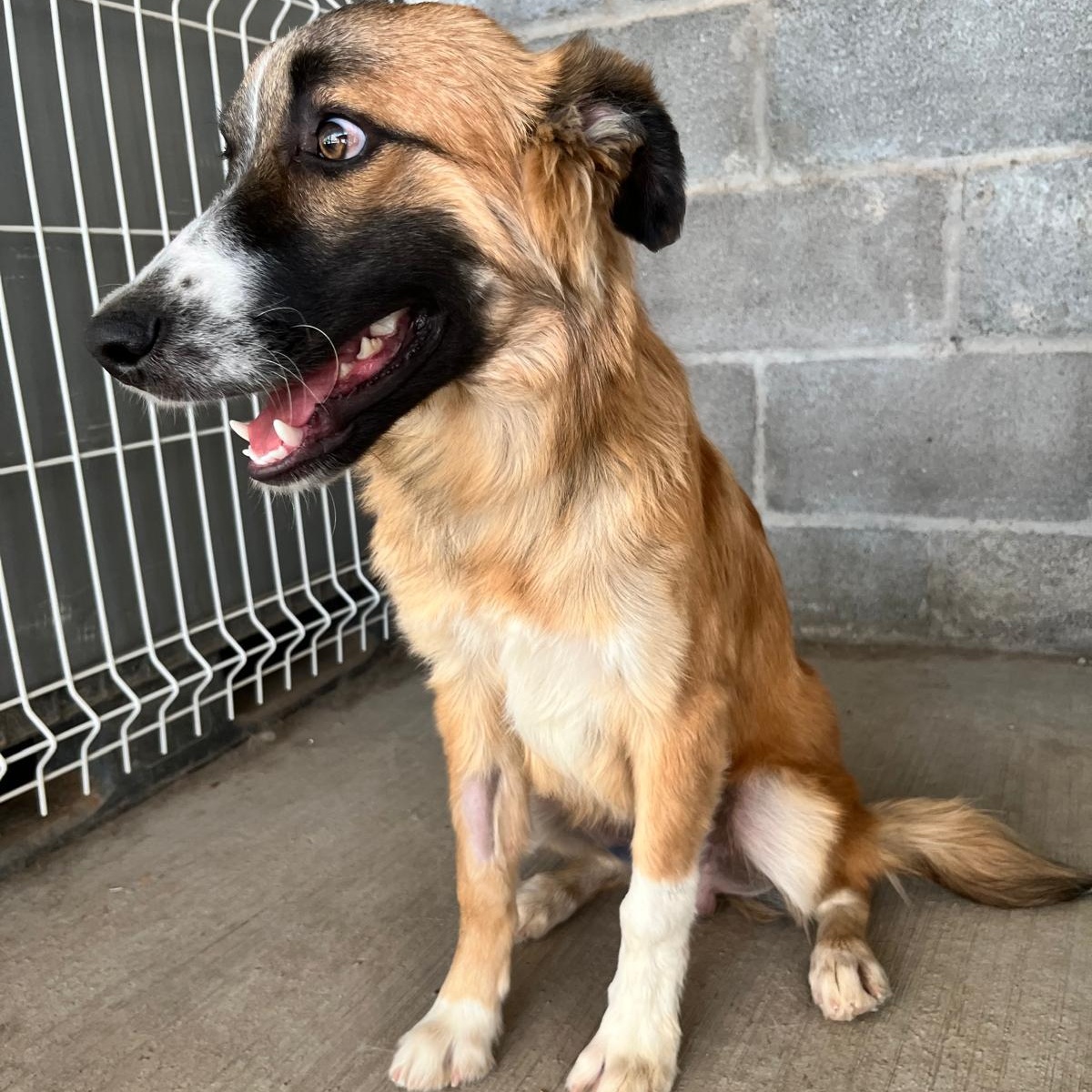 Enlarge Wilson, a Adoptable mixed breed in Eau Claire, WI image 2/6