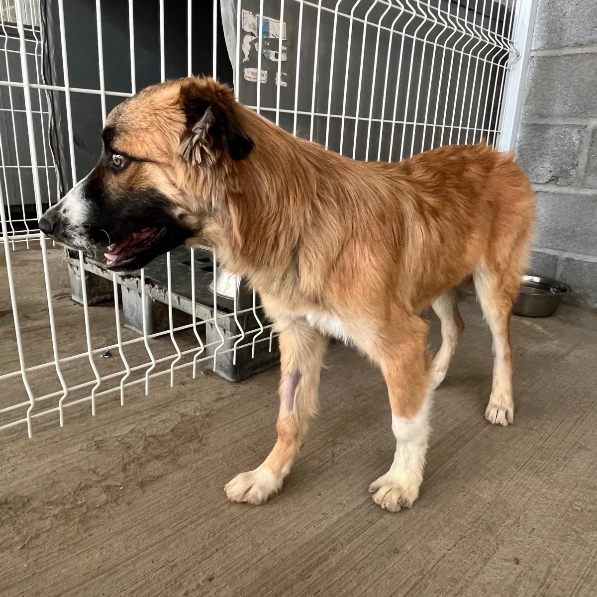 Enlarge Wilson, a Adoptable mixed breed in Eau Claire, WI image 5/6