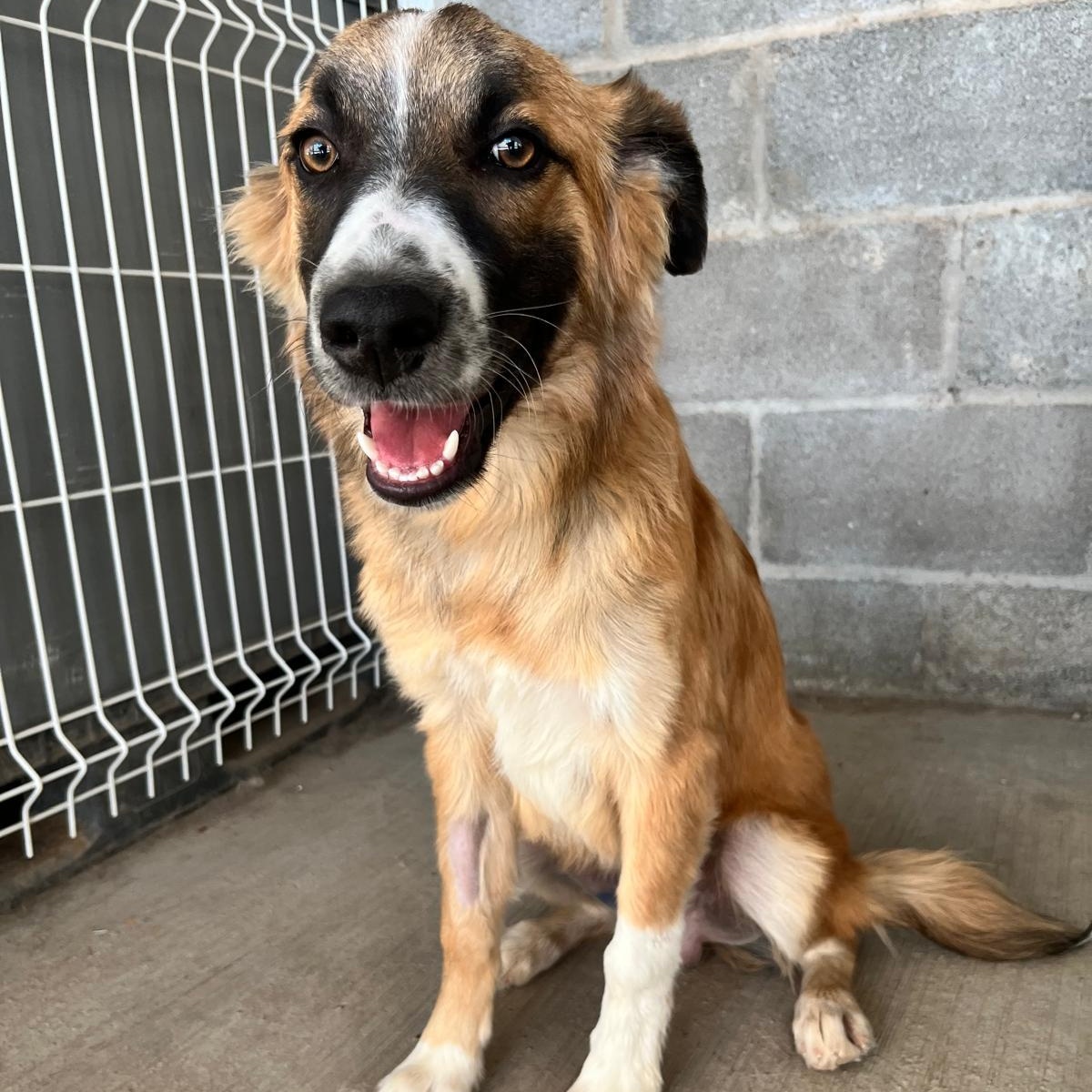 Enlarge Wilson, a Adoptable mixed breed in Eau Claire, WI image 3/6