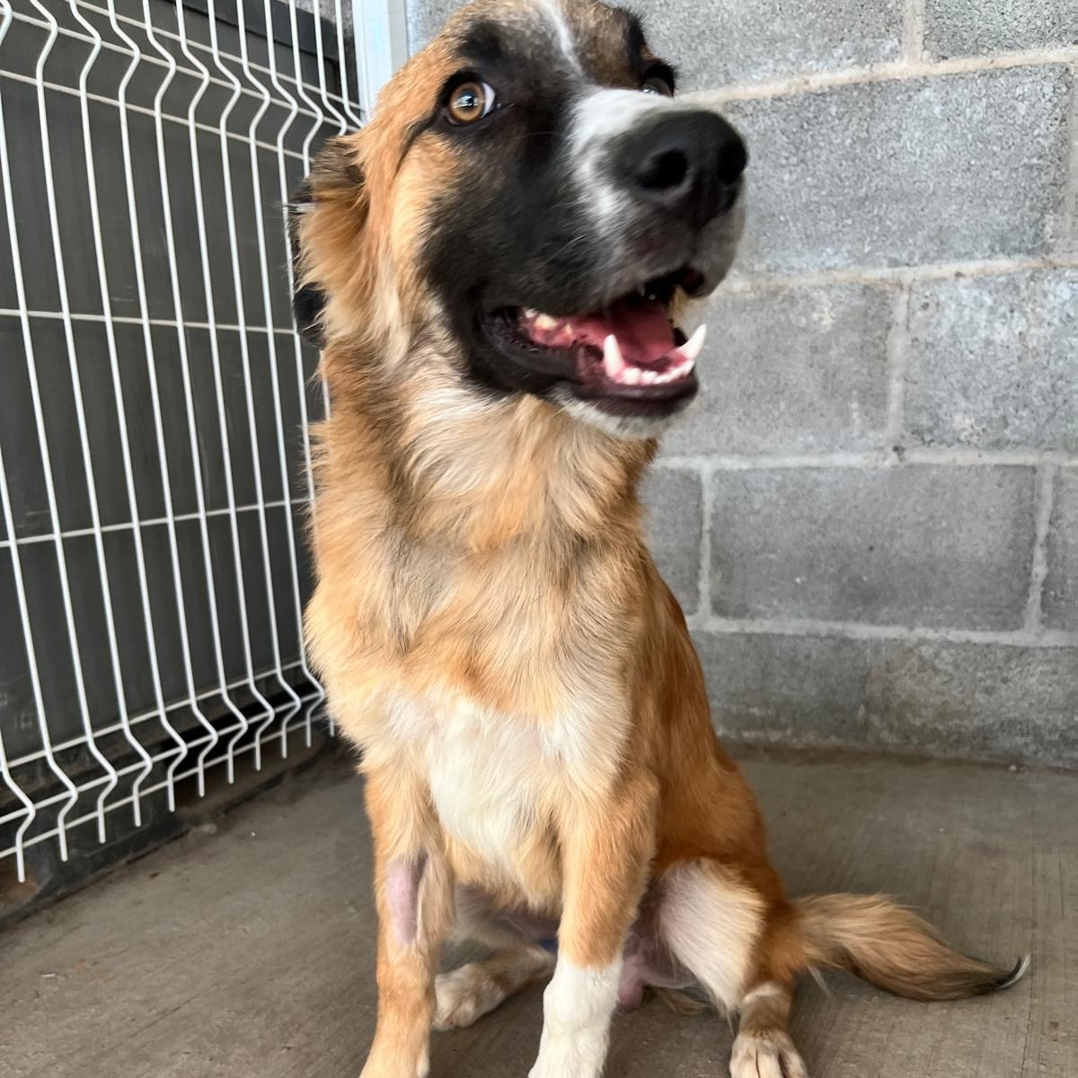 Enlarge Wilson, a Adoptable mixed breed in Eau Claire, WI image 6/6