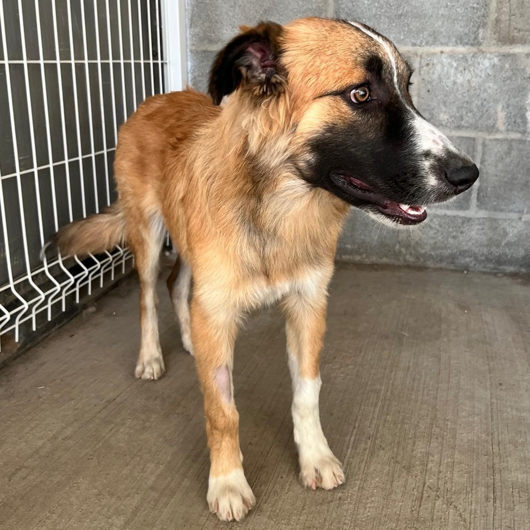 Enlarge Wilson, a Adoptable mixed breed in Eau Claire, WI image 4/6