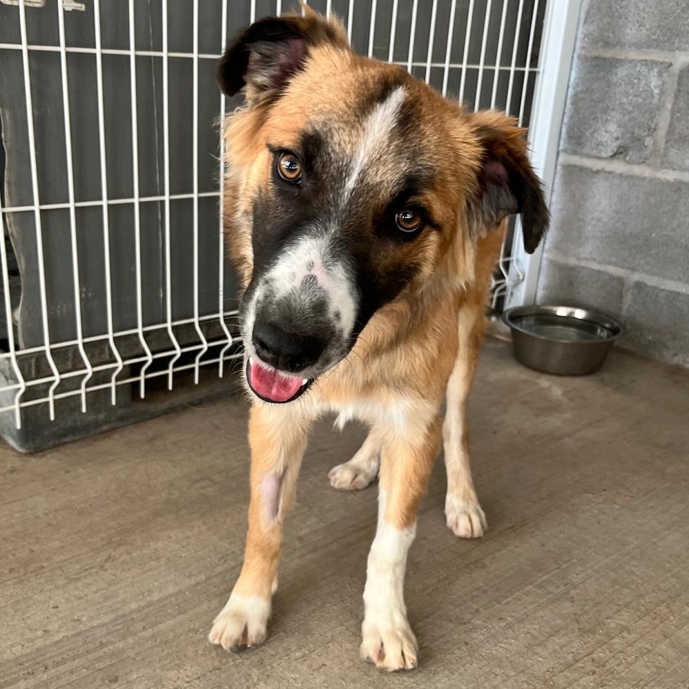 Wilson, Adoptable, Young Male Sheep Dog & Shepherd.