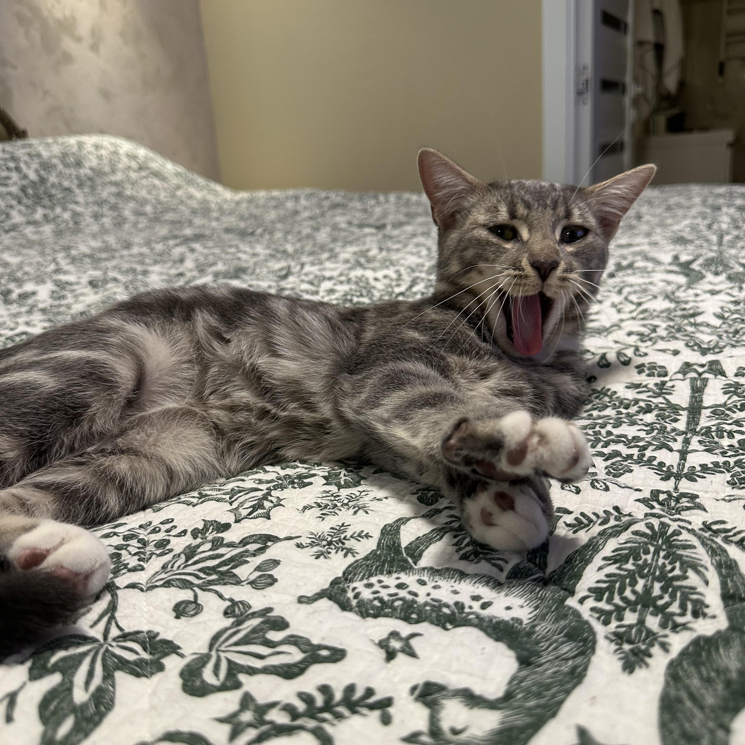 Moose, adopted, Kitten Male American Shorthair & Domestic Short Hair.