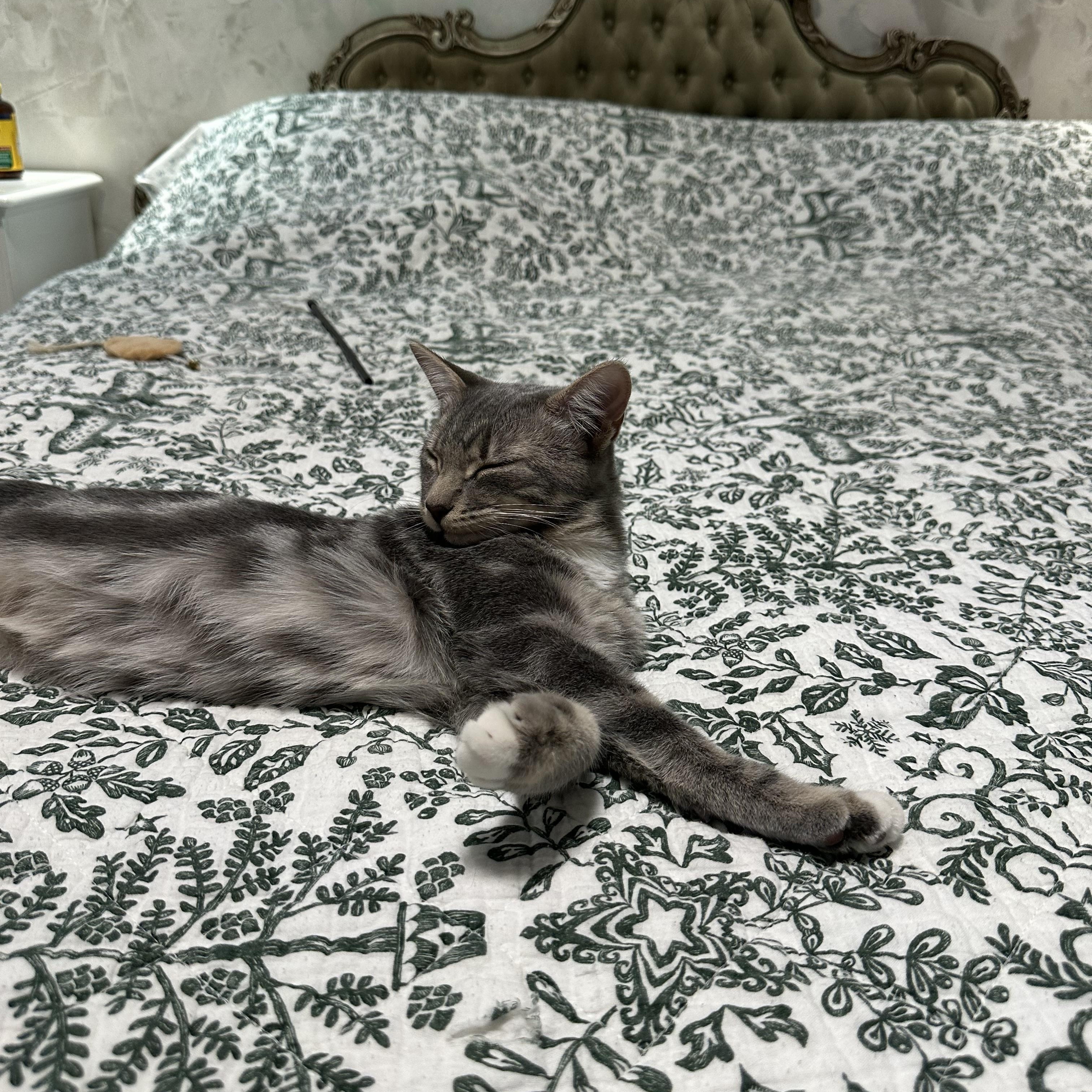 Moose, an adopted mixed breed in Brooklyn, NY image 2/6