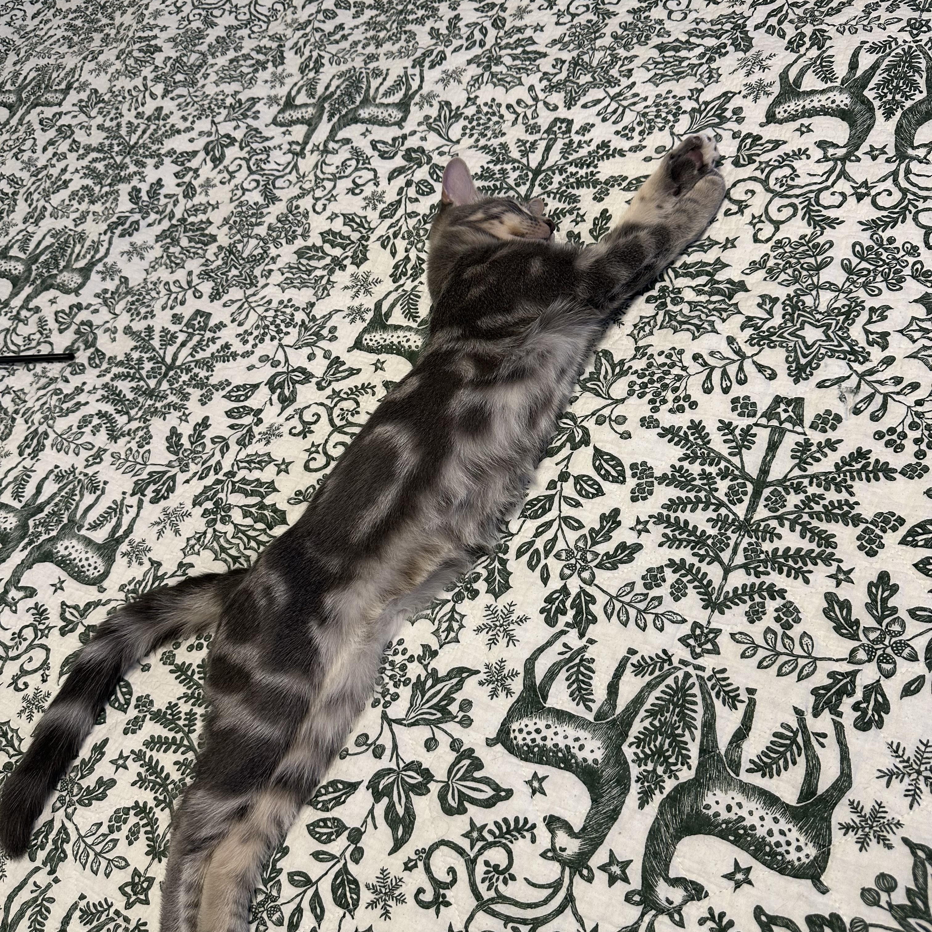 Moose, adopted, Kitten Male American Shorthair & Domestic Short Hair.
