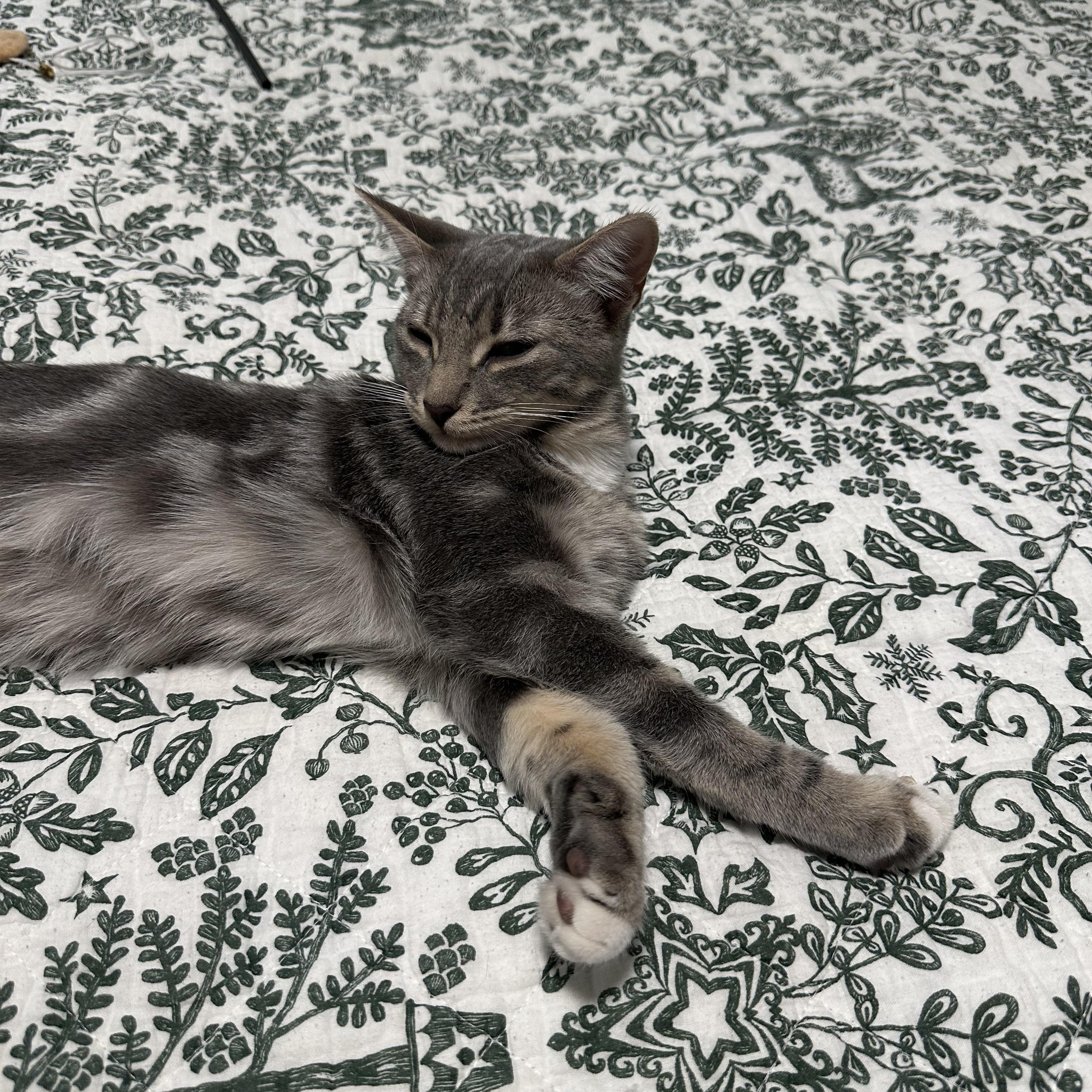 Moose, an adopted mixed breed in Brooklyn, NY image 4/6