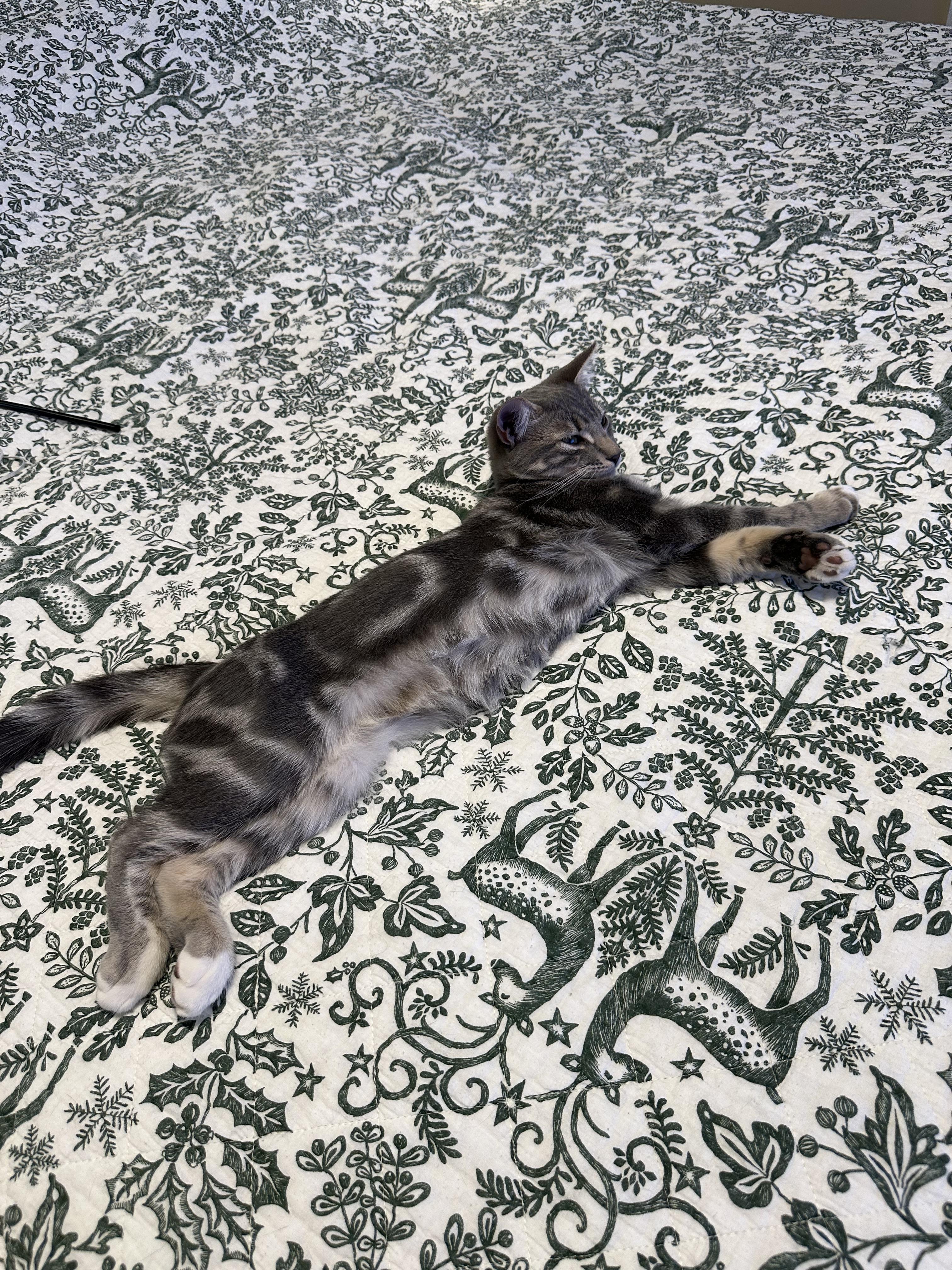 Moose, an adopted mixed breed in Brooklyn, NY image 5/6