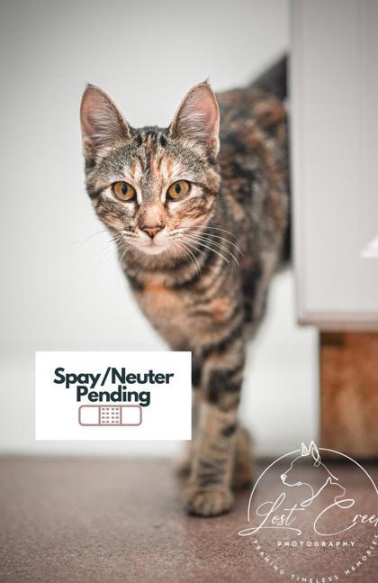 Ophelia, Adoptable, Young Female Domestic Short Hair & Domestic Short Hair.