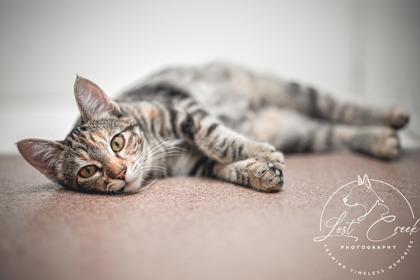 Enlarge Ophelia, a Adoptable mixed breed in Kalispell, MT image 2/3