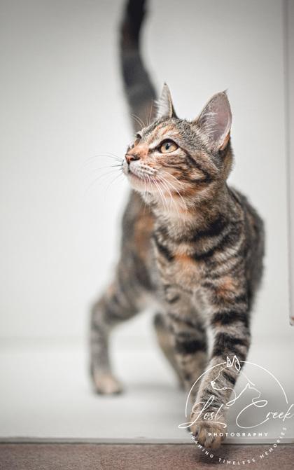 Enlarge Ophelia, a Adoptable mixed breed in Kalispell, MT image 3/3