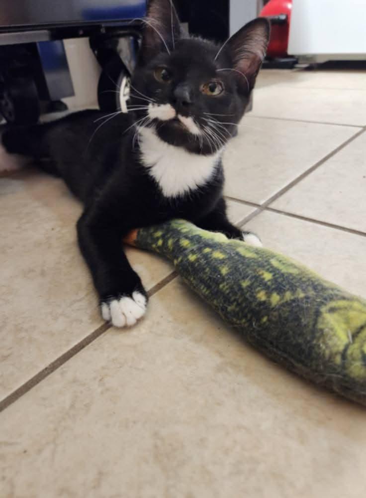 Lucy (bonded with Zeb), a Adoptable mixed breed in Ann Arbor, MI image 2/3