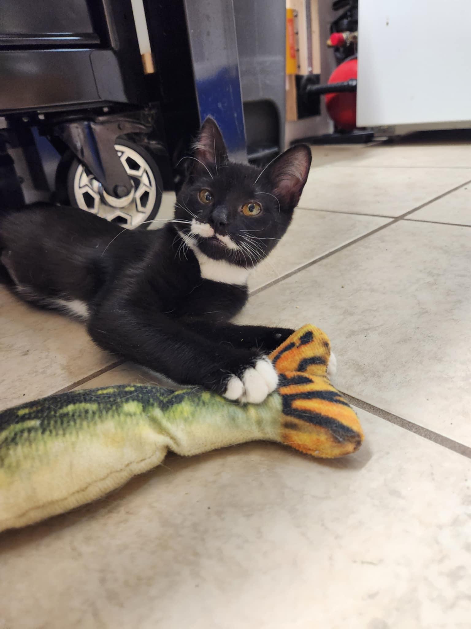 Lucy (bonded with Zeb), a Adoptable mixed breed in Ann Arbor, MI image 3/3