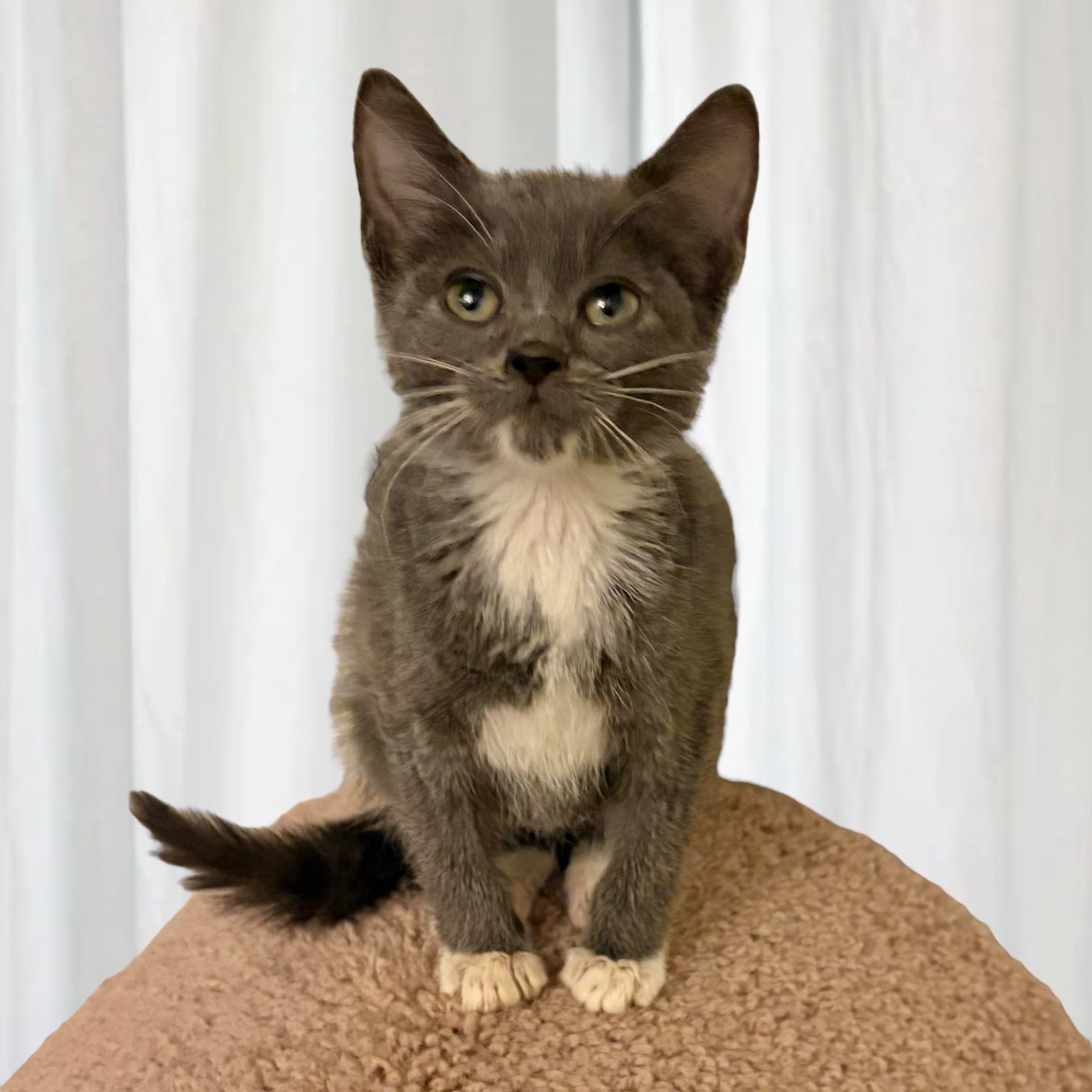 Reign, Baby Female Domestic Short Hair