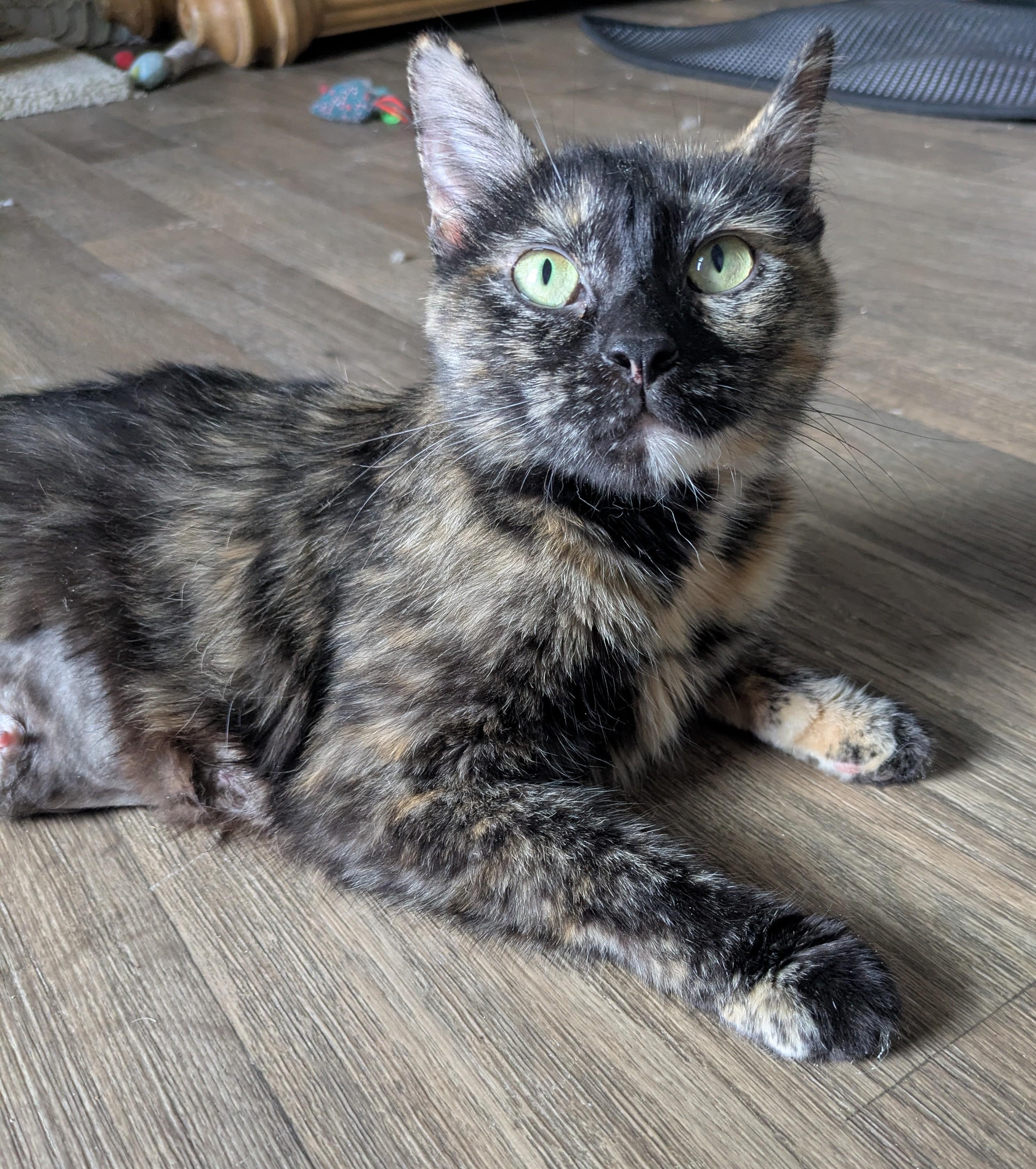 Eve - The Tortie with the Big Purr and Bigger Heart, ADOPTABLE, Adult Female Tortoiseshell.