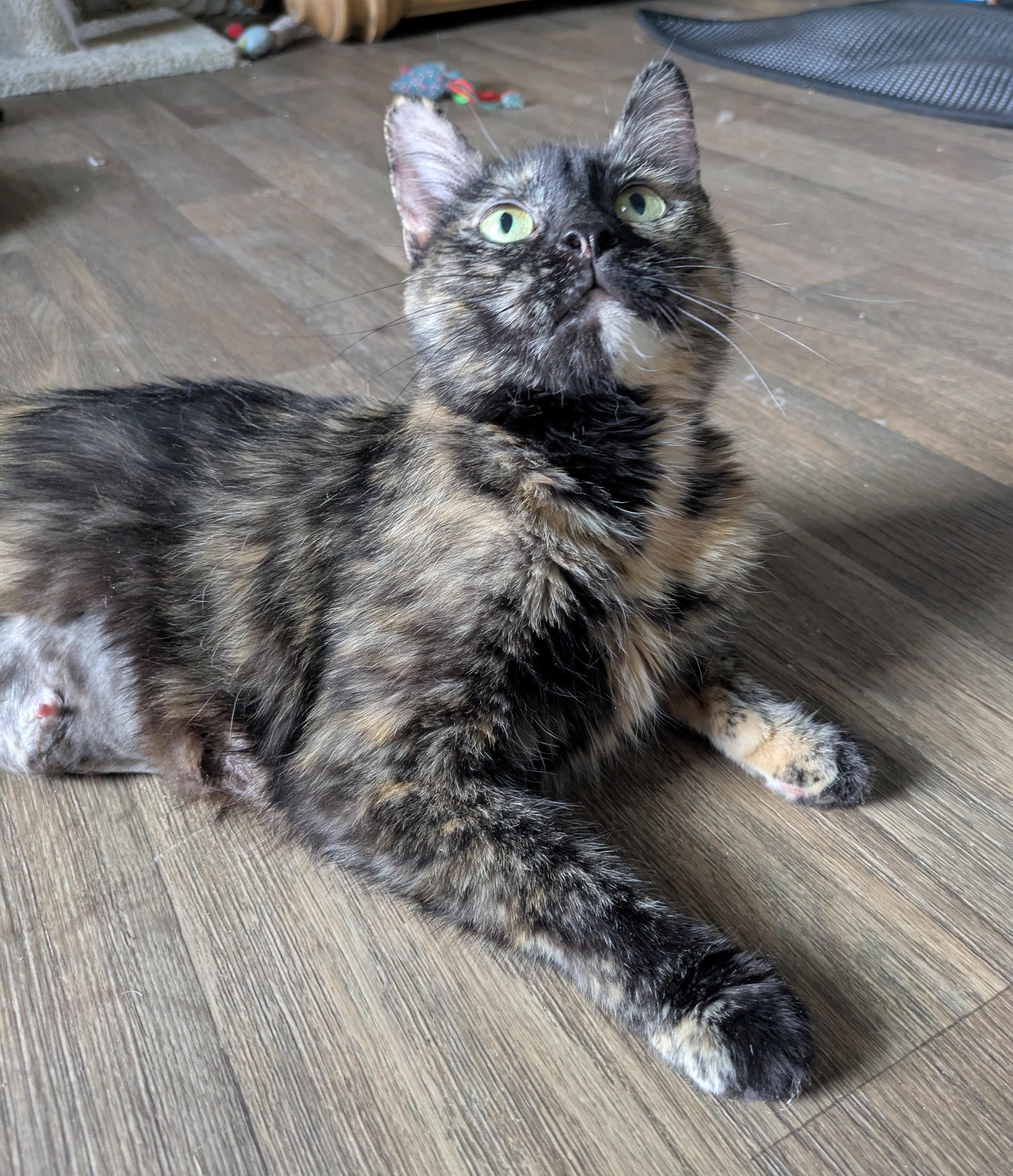 Eve - The Tortie with the Big Purr and Bigger Heart, a ADOPTABLE Tortoiseshell in Prescott, AZ image 2/3