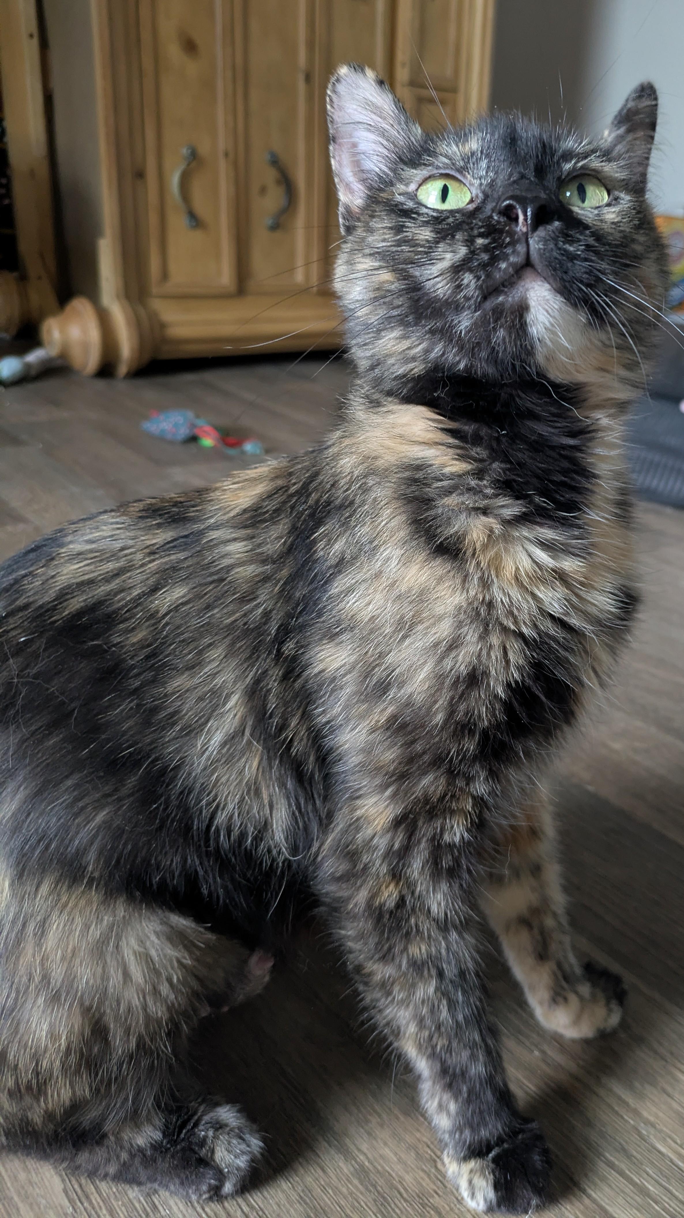 Eve - The Tortie with the Big Purr and Bigger Heart, a ADOPTABLE Tortoiseshell in Prescott, AZ image 3/3