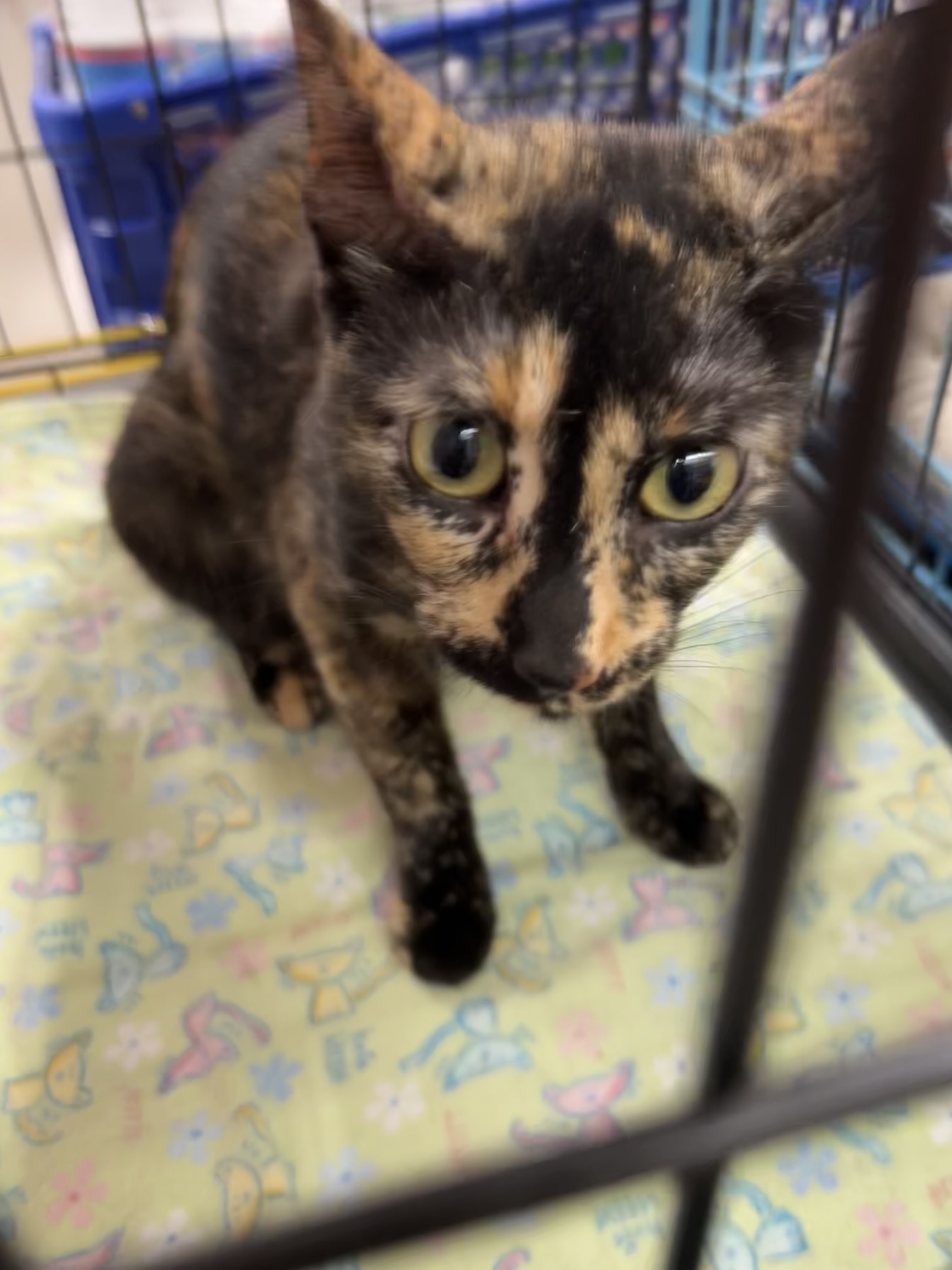 Cat for adoption Momma Jane Bobtail (Melrose Park), a Tortoiseshell