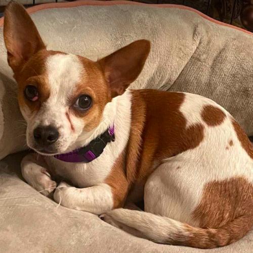 Brook, Adoptable, Adult Male Chihuahua & Mixed Breed.