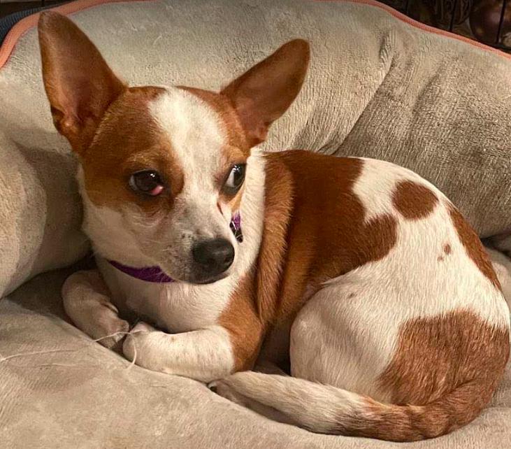 Brook, a Adoptable mixed breed in North Richland Hills, TX image 2/2