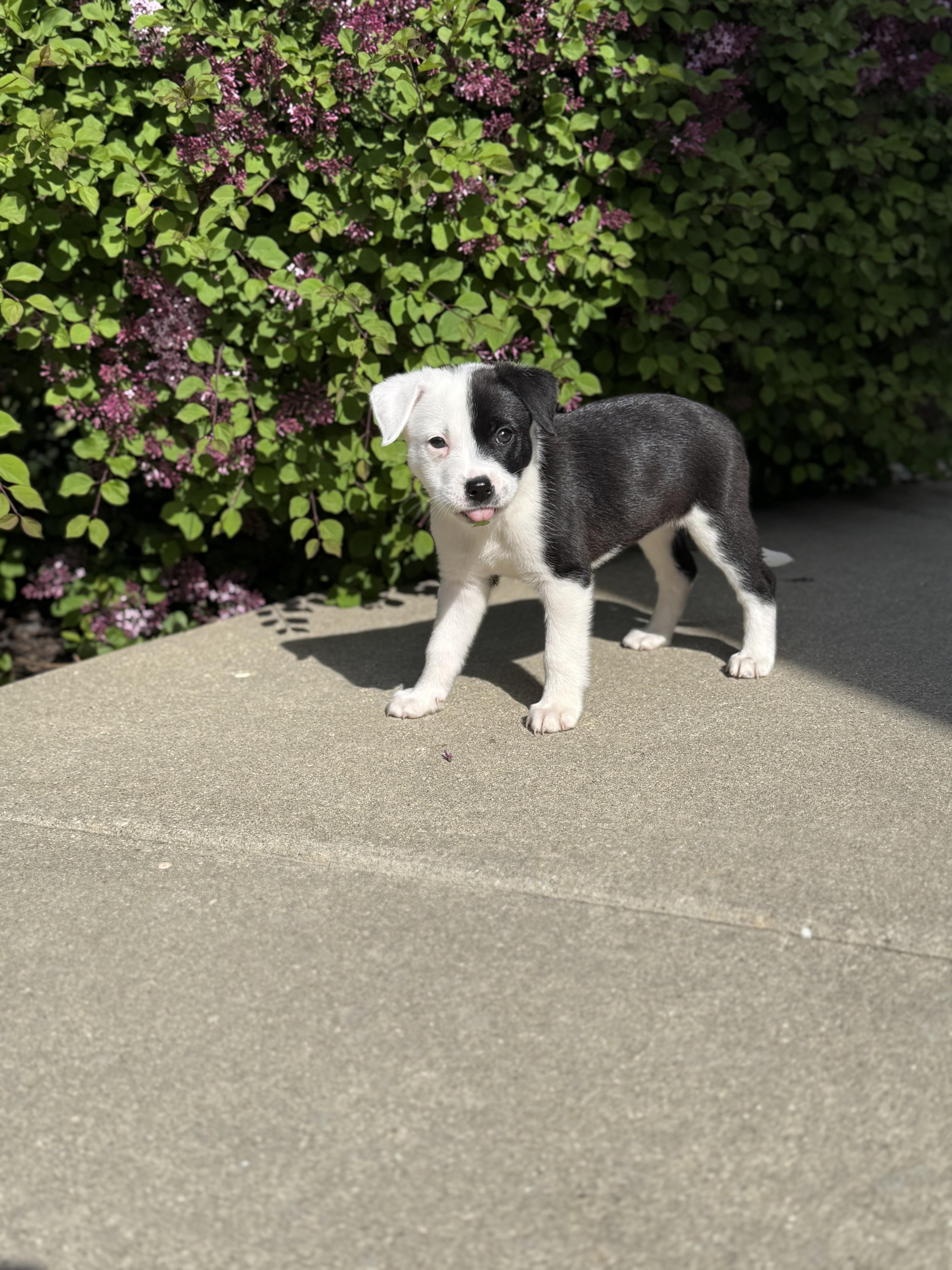 Polly, a ADOPTABLE Mixed Breed in Kenosha, WI image 1/5