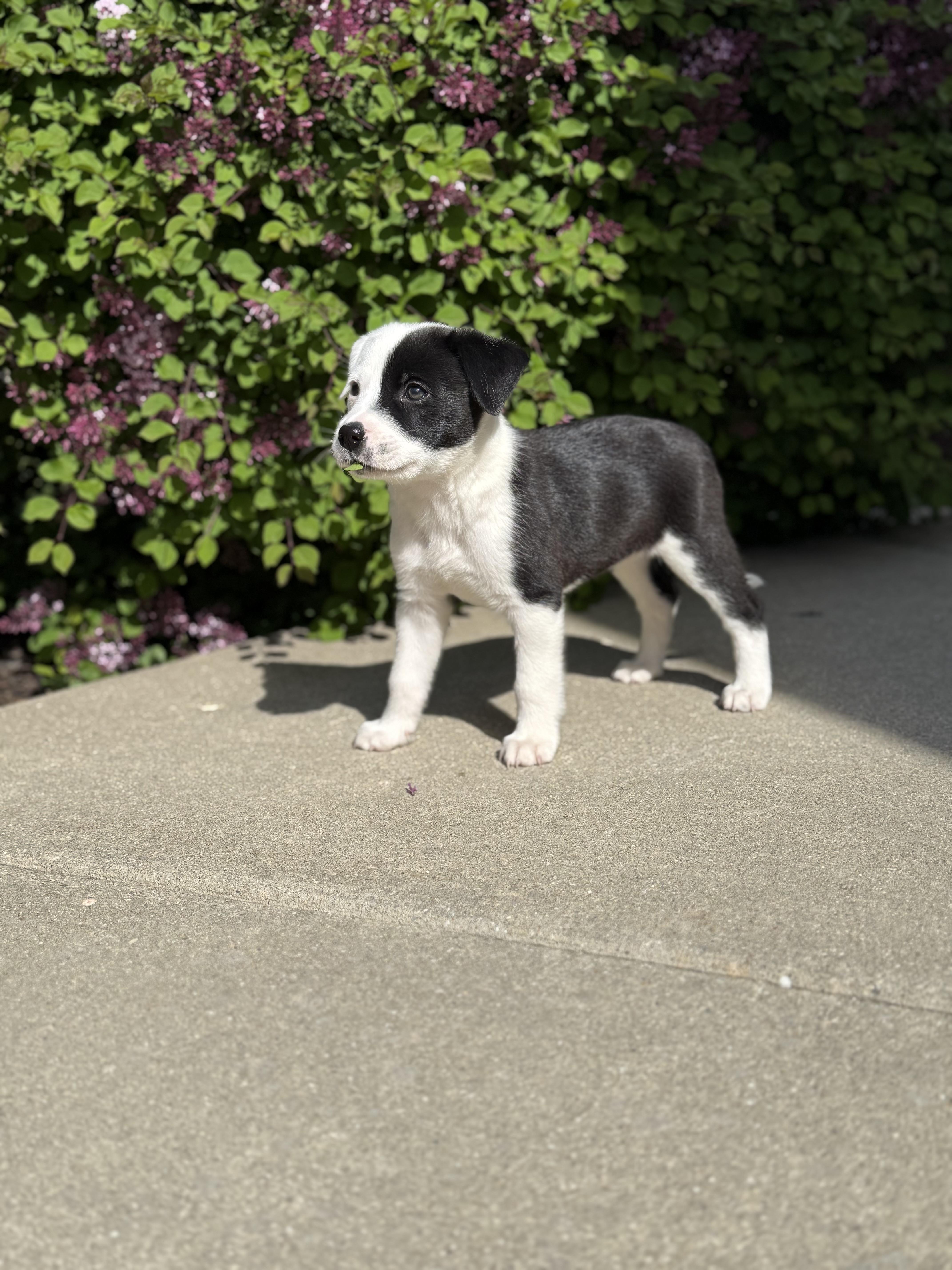 Polly, a ADOPTABLE Mixed Breed in Kenosha, WI image 2/5
