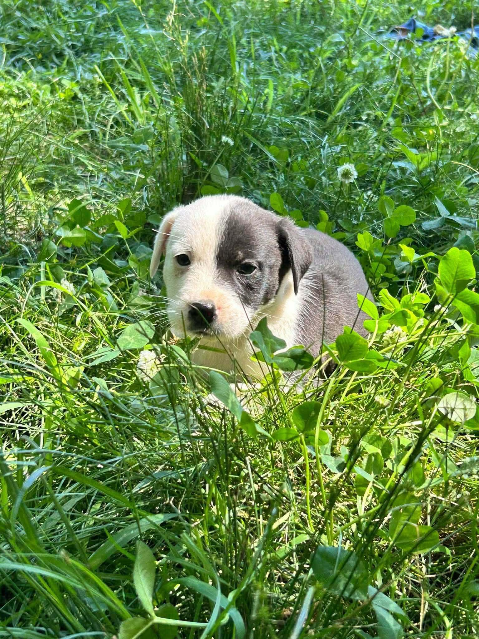 Polly, a ADOPTABLE Mixed Breed in Kenosha, WI image 5/5