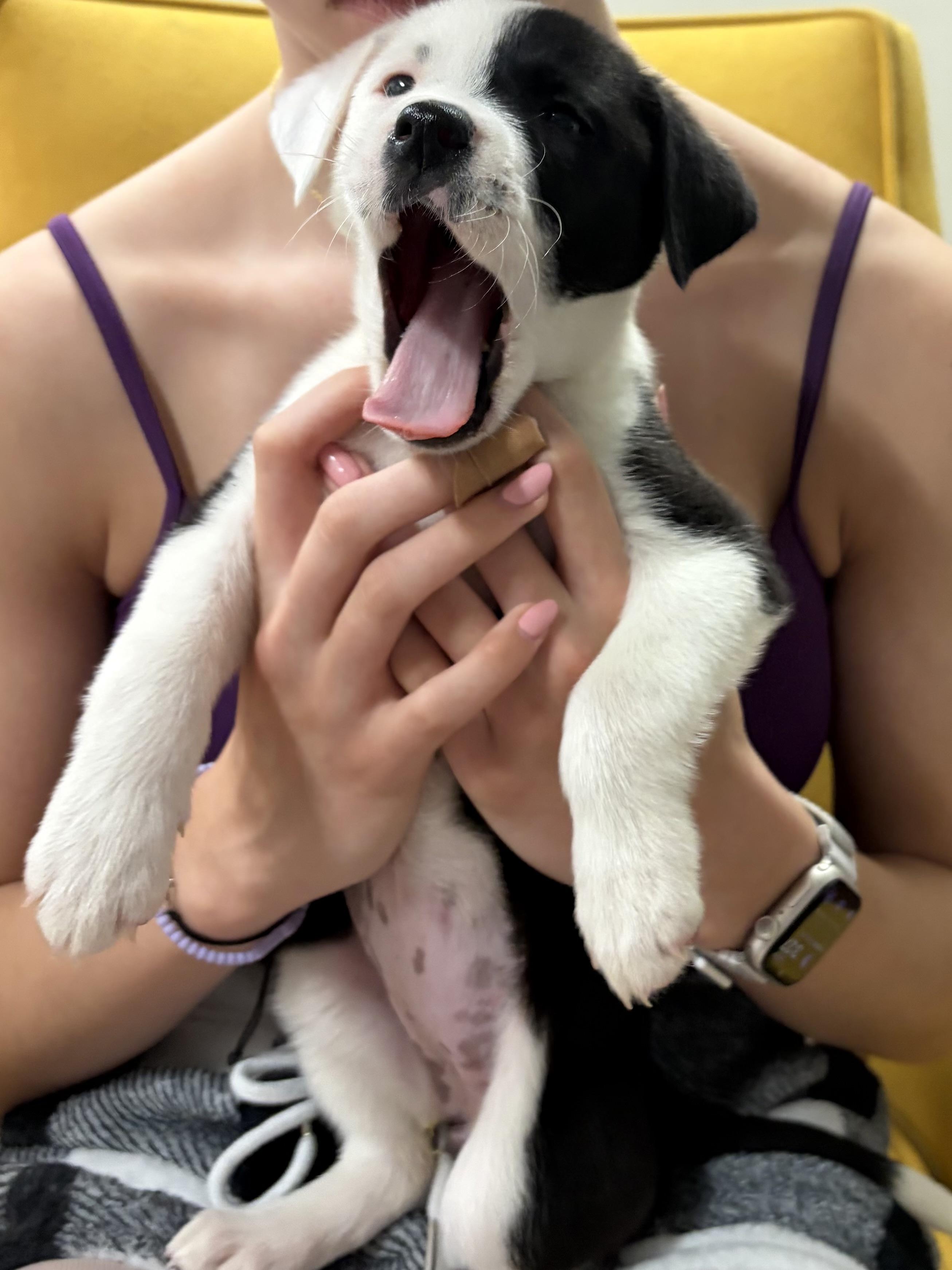 Polly, a ADOPTABLE Mixed Breed in Kenosha, WI image 3/5