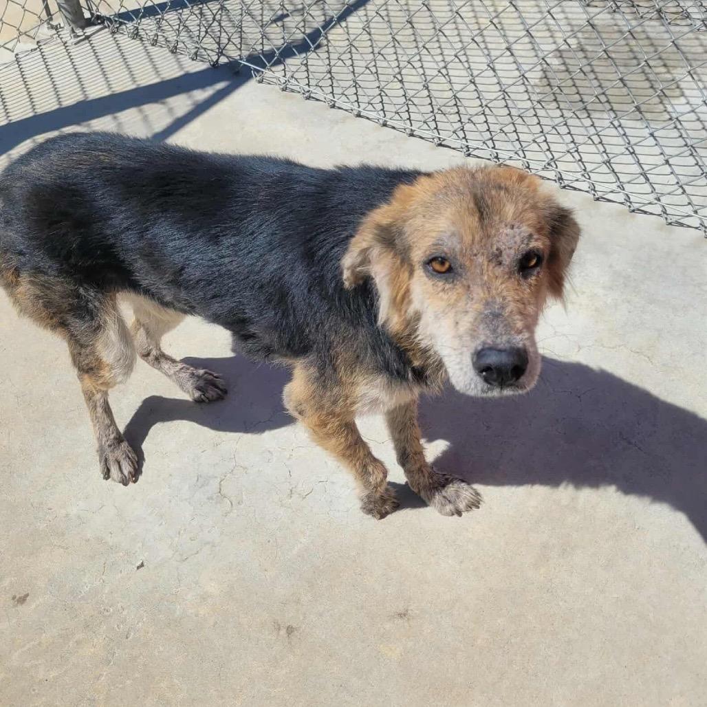 Enlarge Gallant, a Adoptable Mixed Breed in Jackson, MO image 1/5