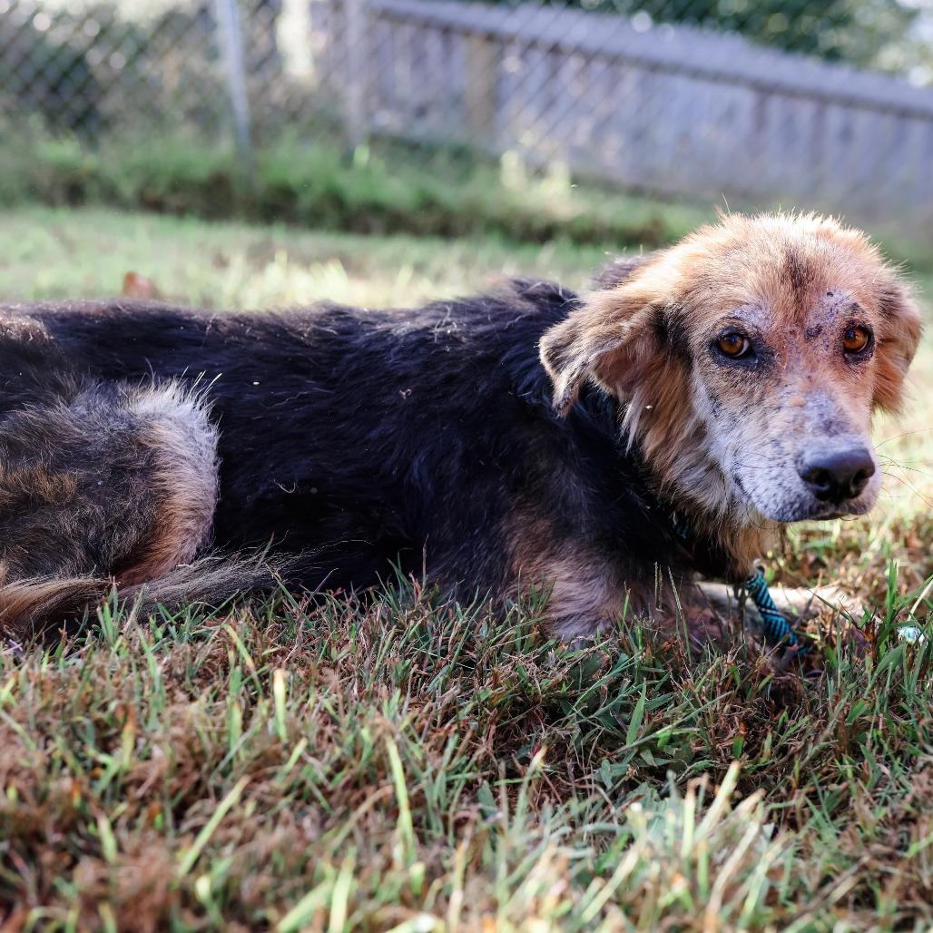 Enlarge Gallant, a Adoptable Mixed Breed in Jackson, MO image 2/5