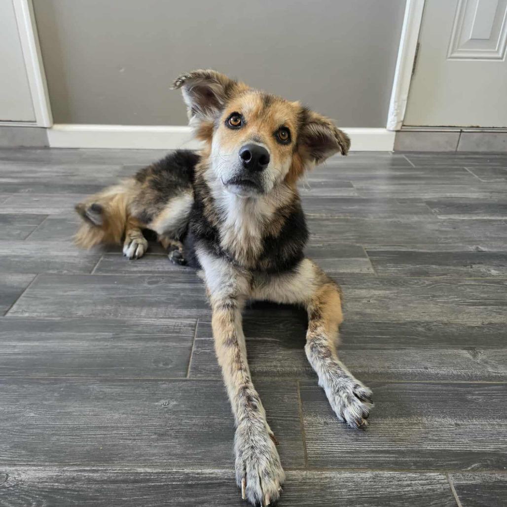 Enlarge Gallant, a Adoptable Mixed Breed in Jackson, MO image 3/5