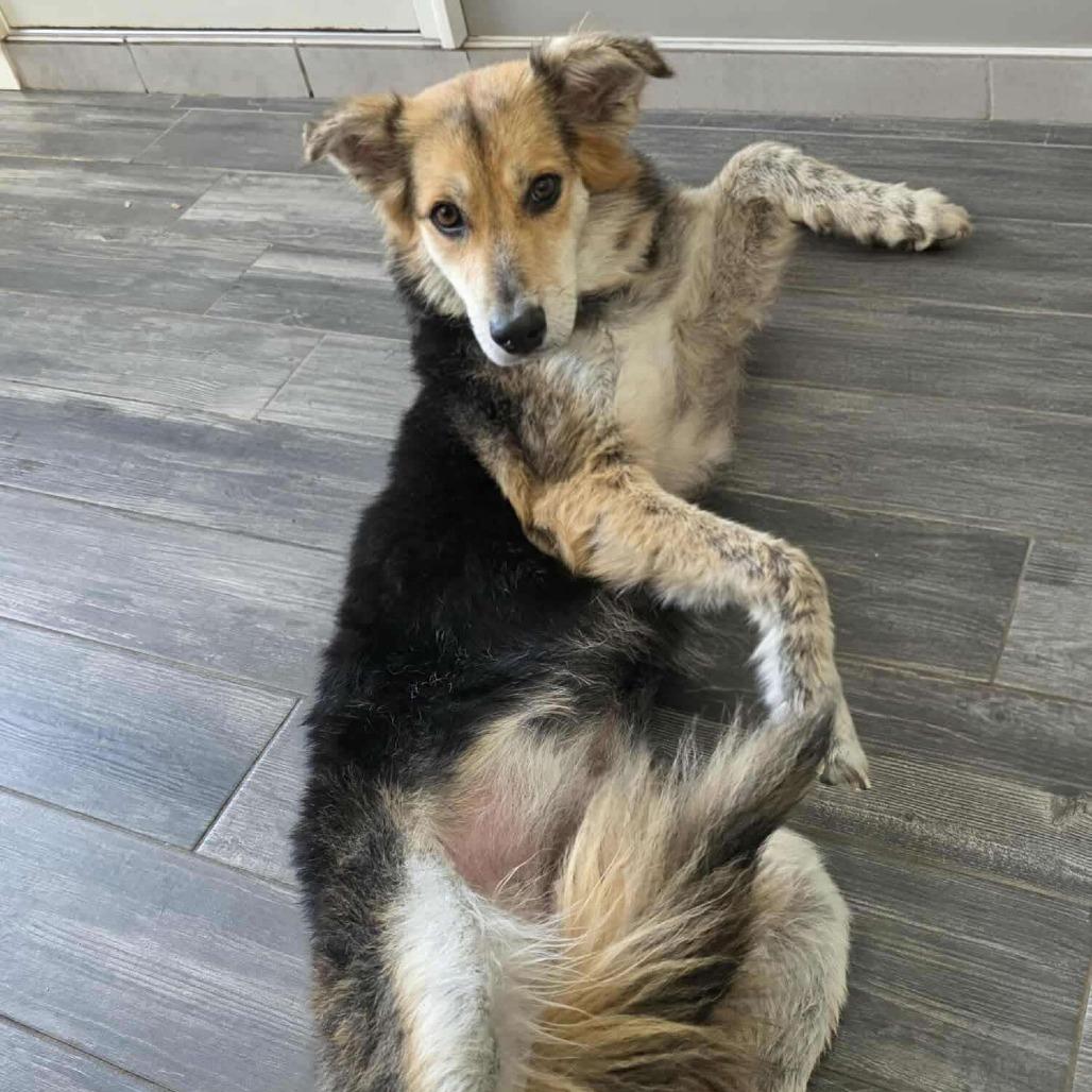 Enlarge Gallant, a Adoptable Mixed Breed in Jackson, MO image 4/5