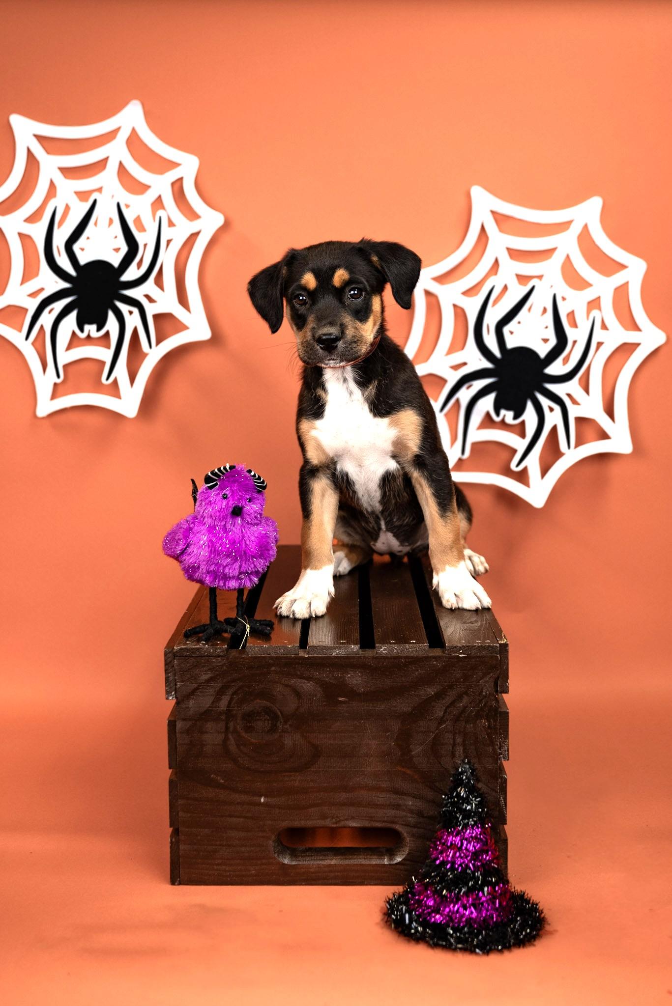 Enlarge 843-26, a Adoptable mixed breed in Brighton, CO image 1/1